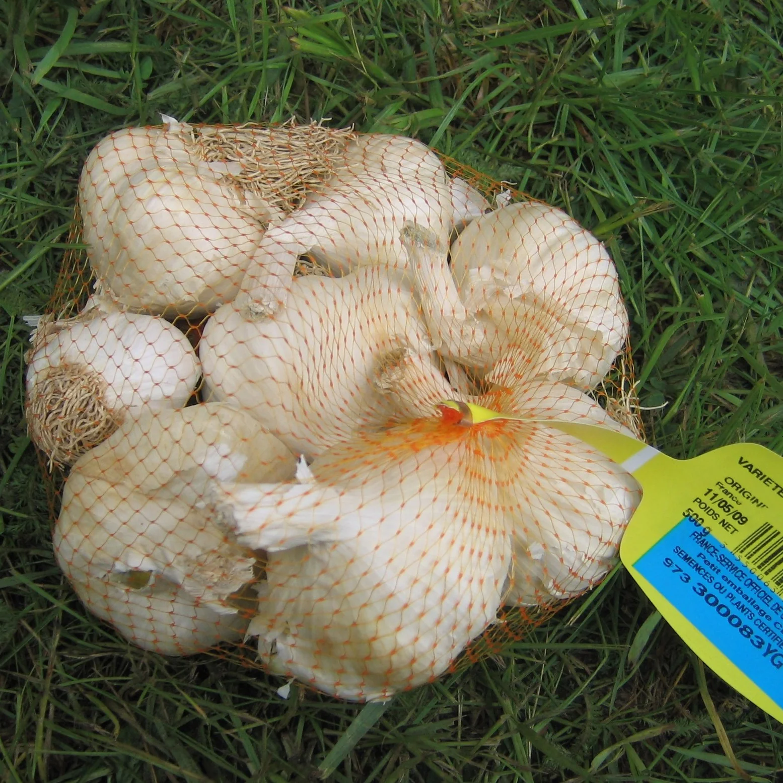Paarse knoflook 'Germidour' - Image 2
