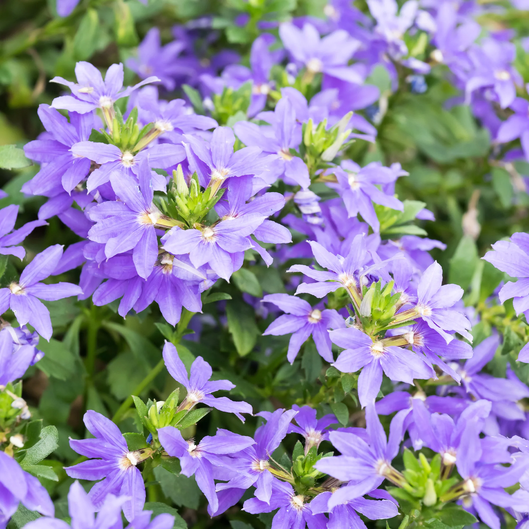 Paarse waaierbloem - Image 2