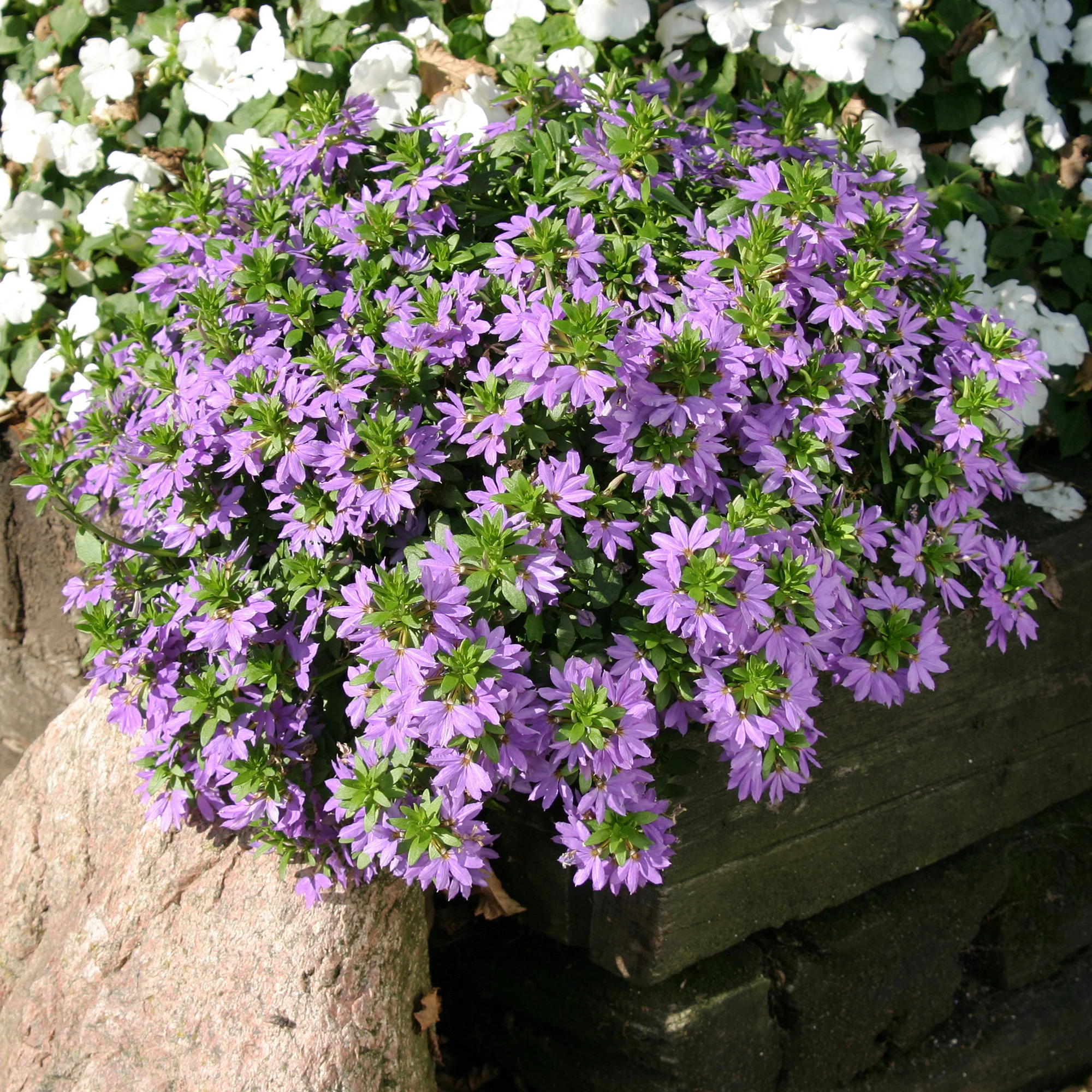 Paarse waaierbloem - Image 3