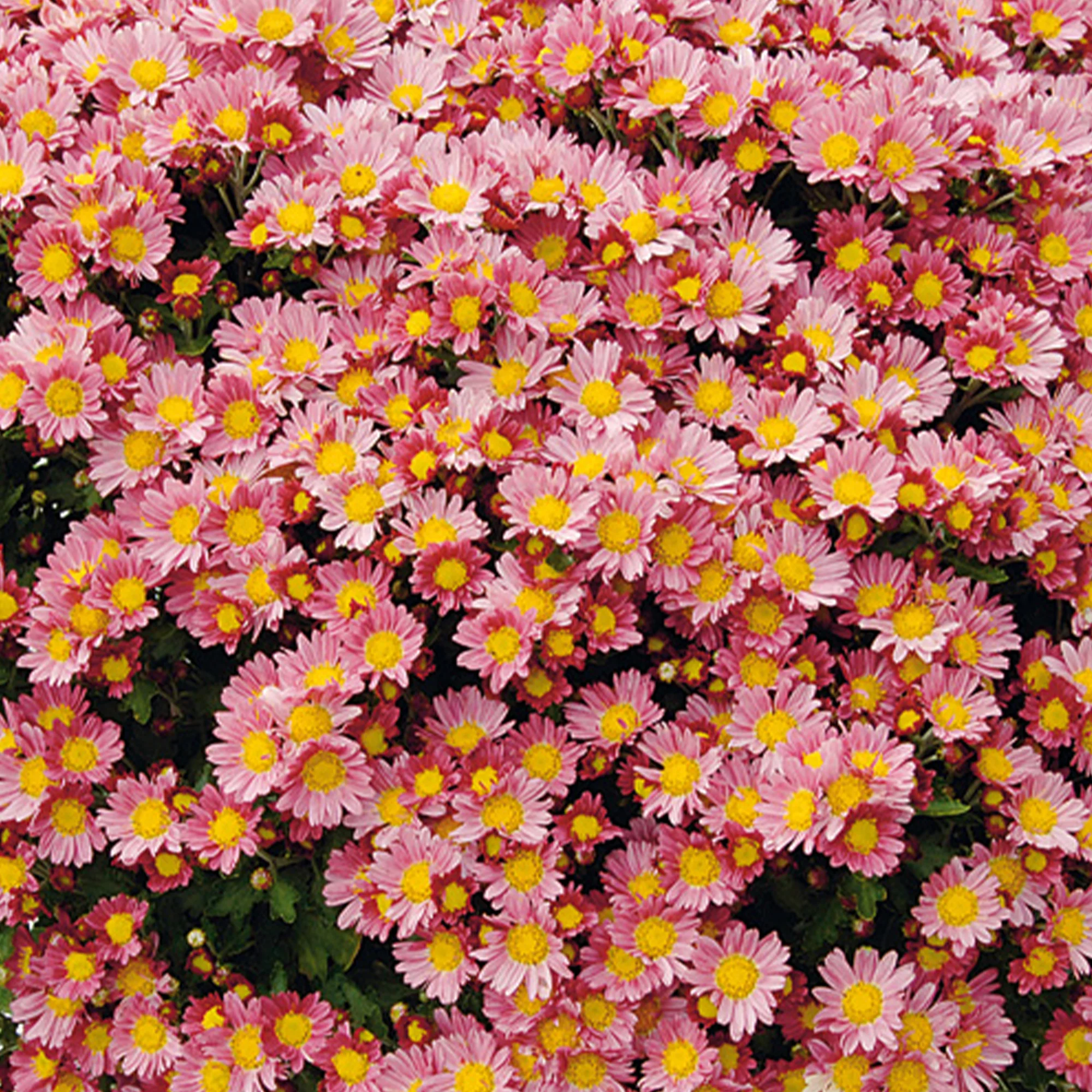 Pacifische chrysant Bengo Rosa