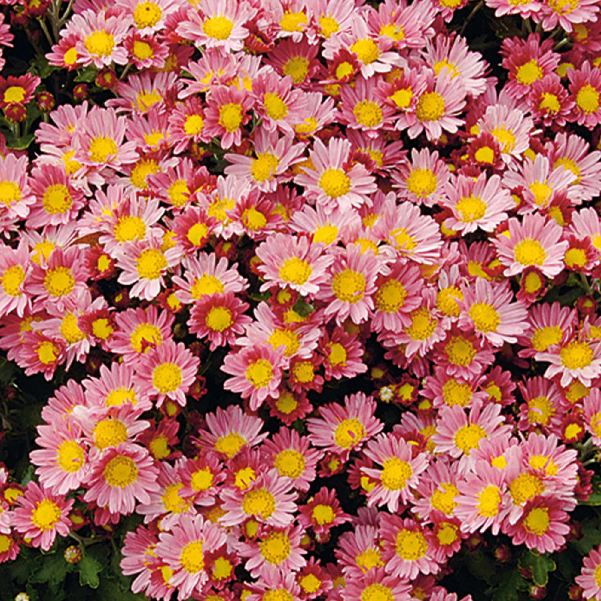 Pacifische chrysant Bengo Rosa - Image 2