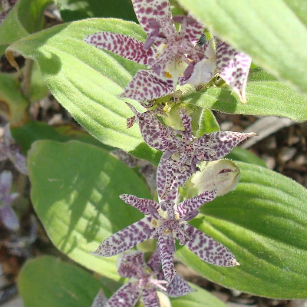 Paddenlelie 'Miyazaki'