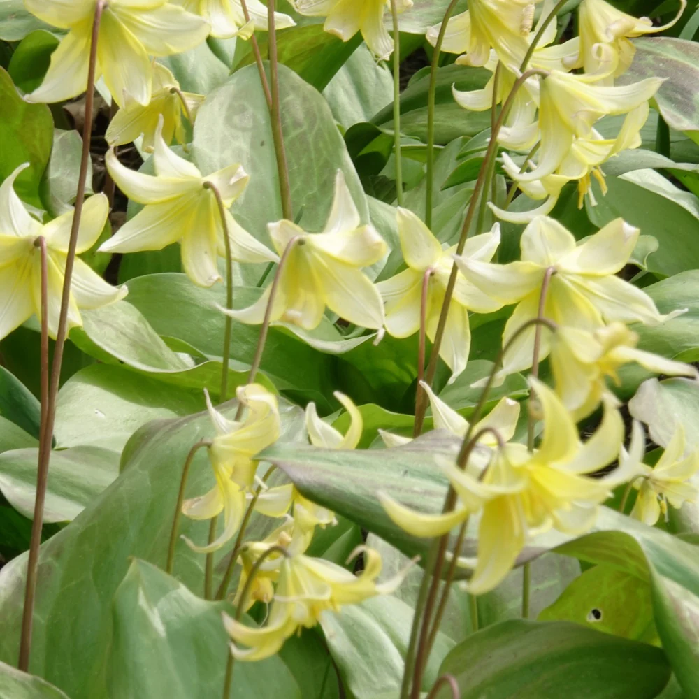 Pagode erythronium