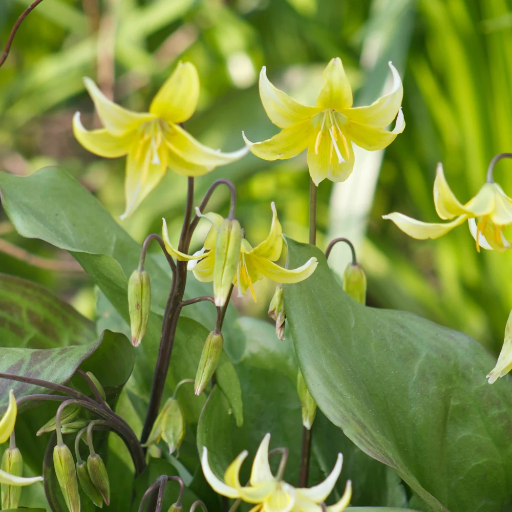 Pagode erythronium - Image 2