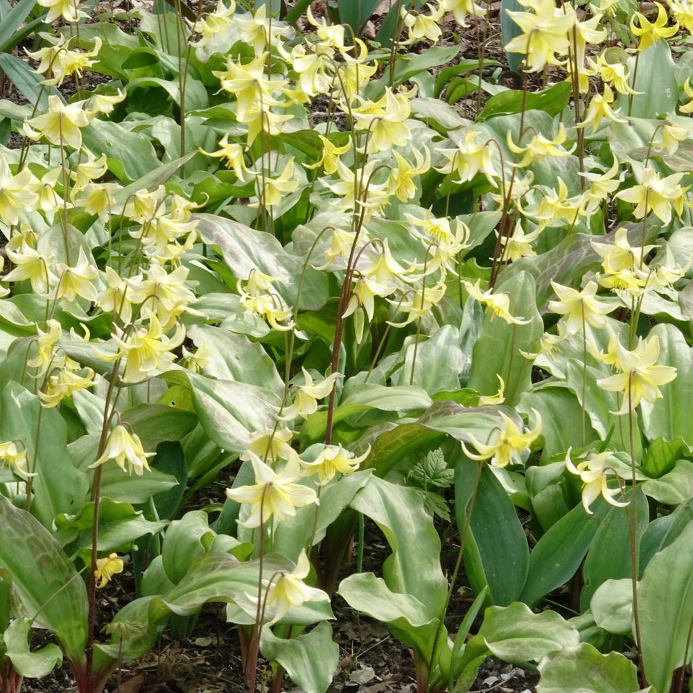Pagode erythronium - Image 3