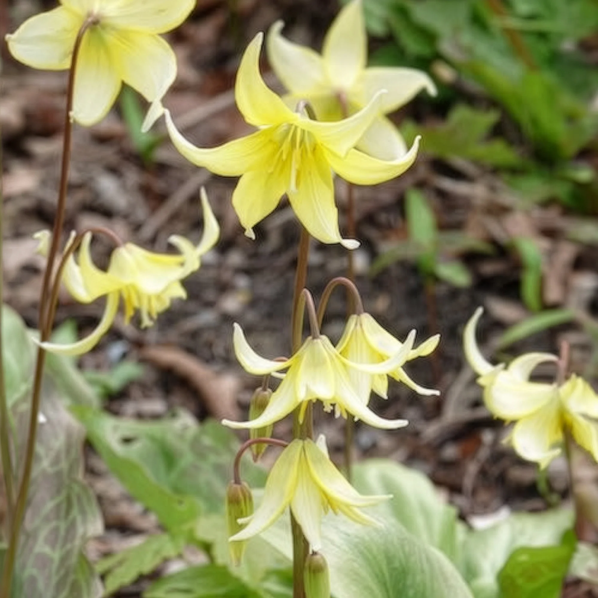 Pagode erythronium - Image 4