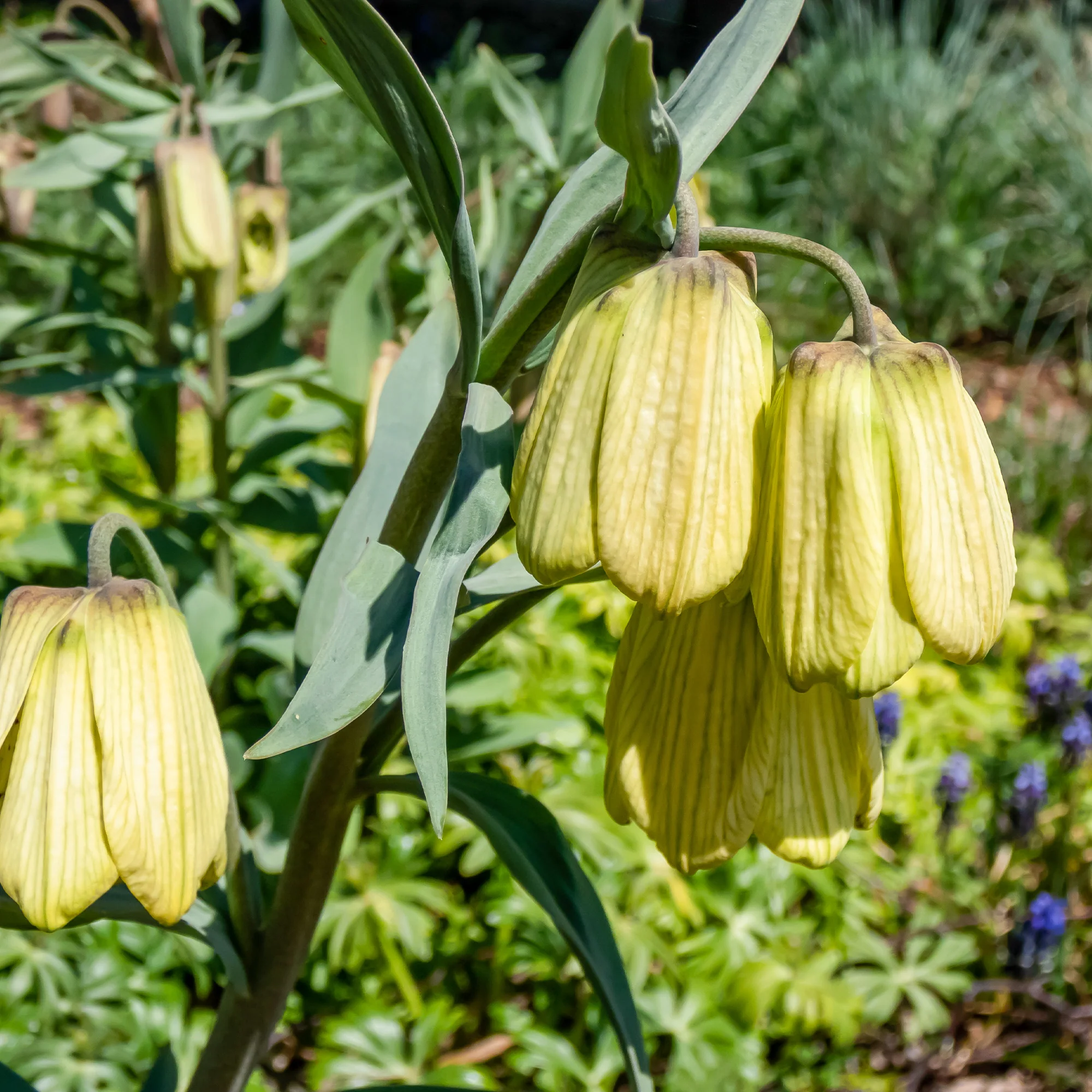 Pallidiflora Fritillaria's