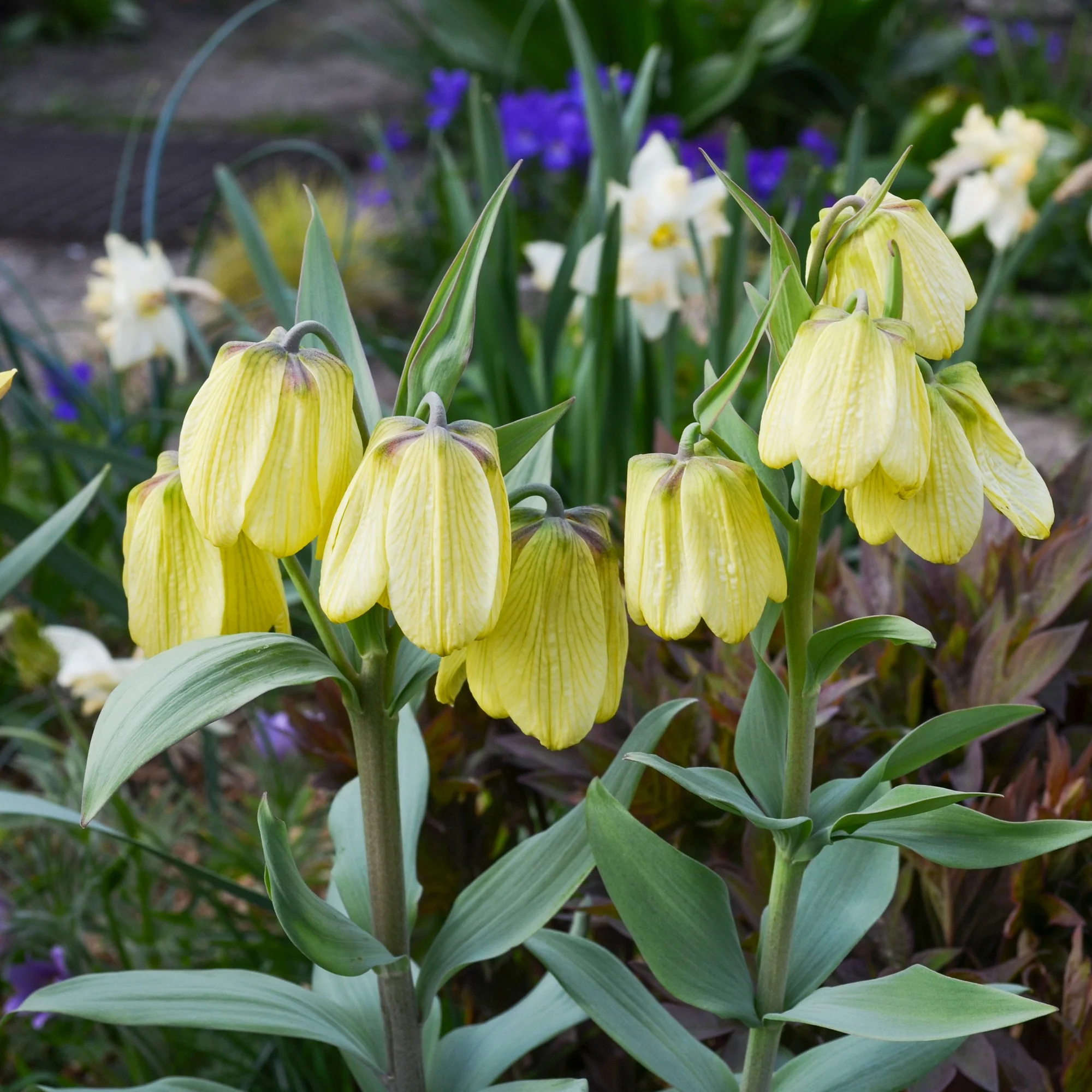 Pallidiflora Fritillaria's - Image 2