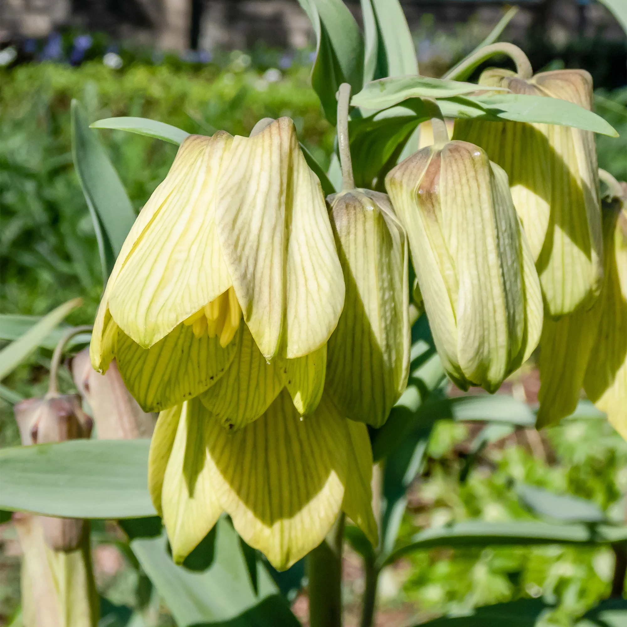 Pallidiflora Fritillaria's - Image 3