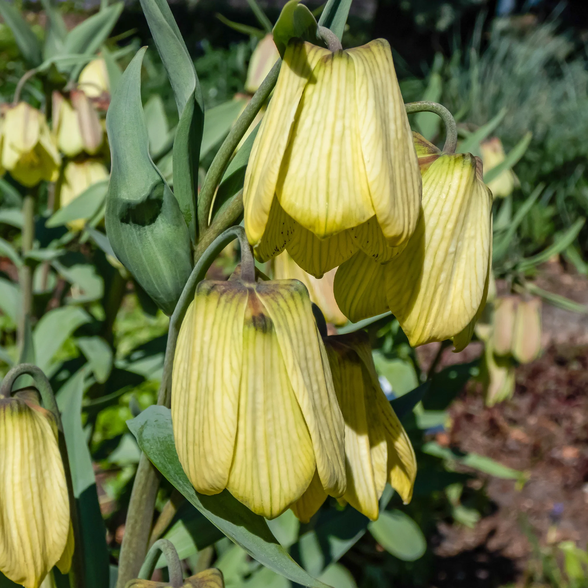 Pallidiflora Fritillaria's - Image 4