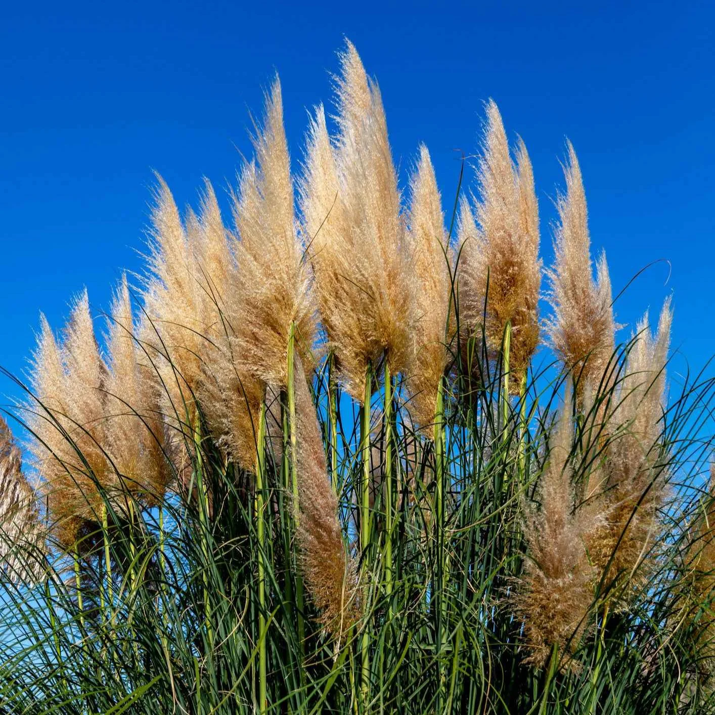 Pampasgras 'Pumila'