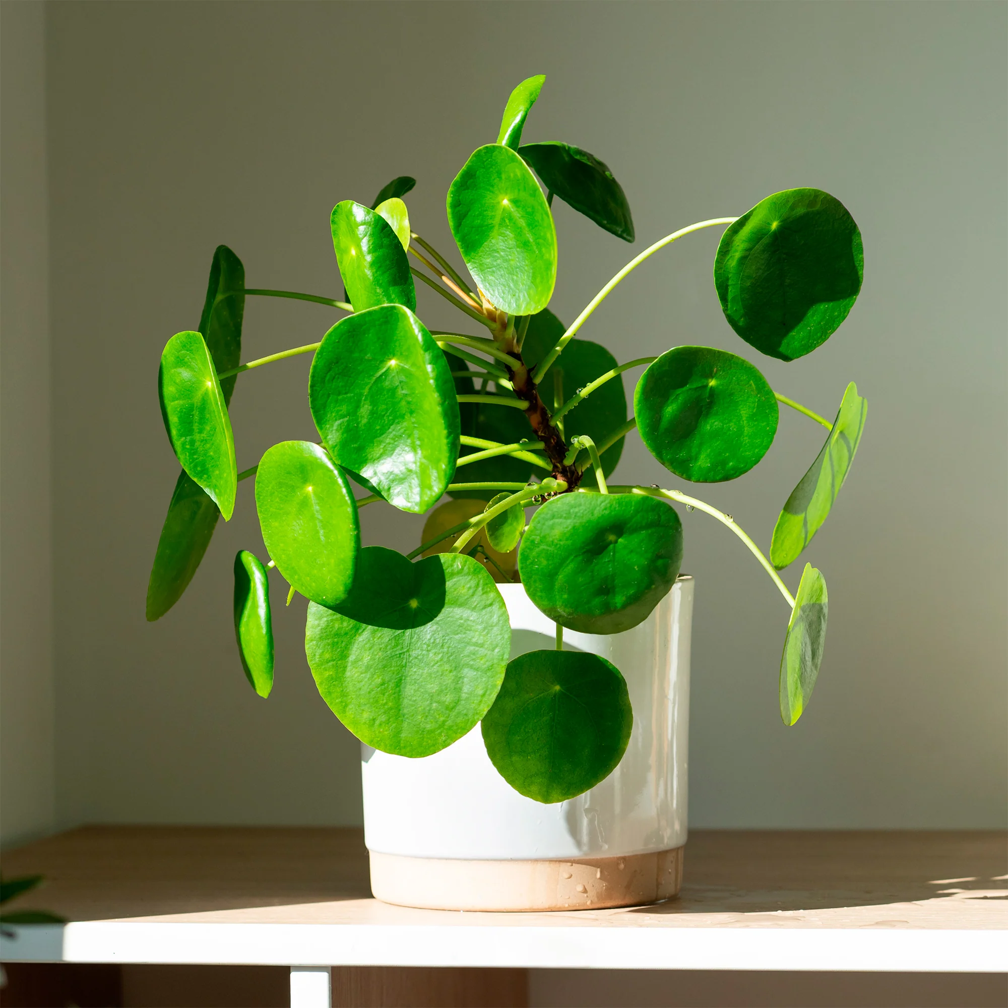 Pannenkoekplant Pilea peperomioides