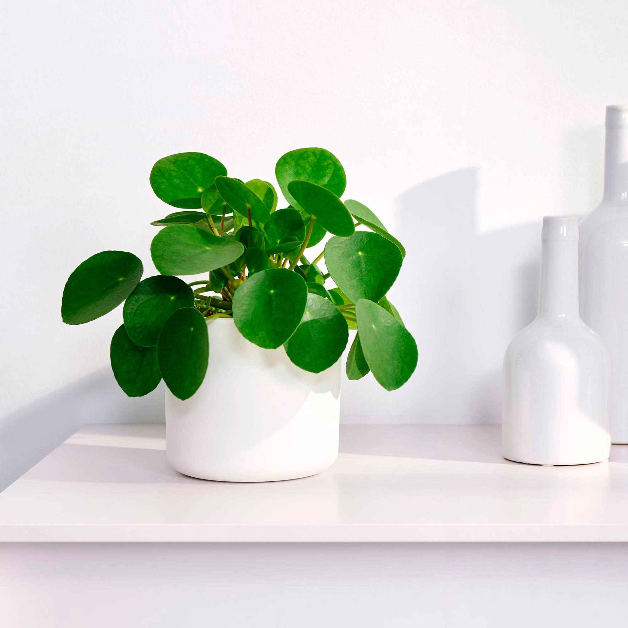 Pannenkoekplant Pilea peperomioides - Image 2