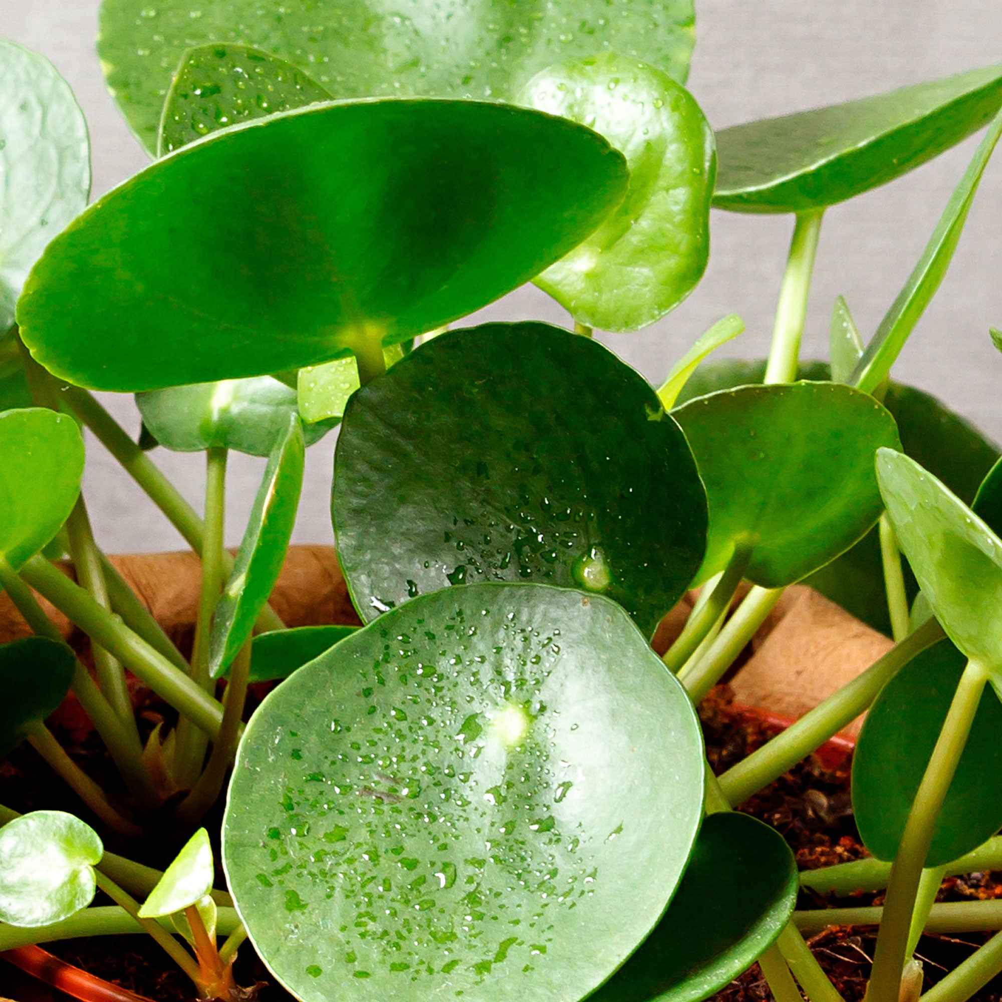 Pannenkoekplant Pilea peperomioides - Image 3