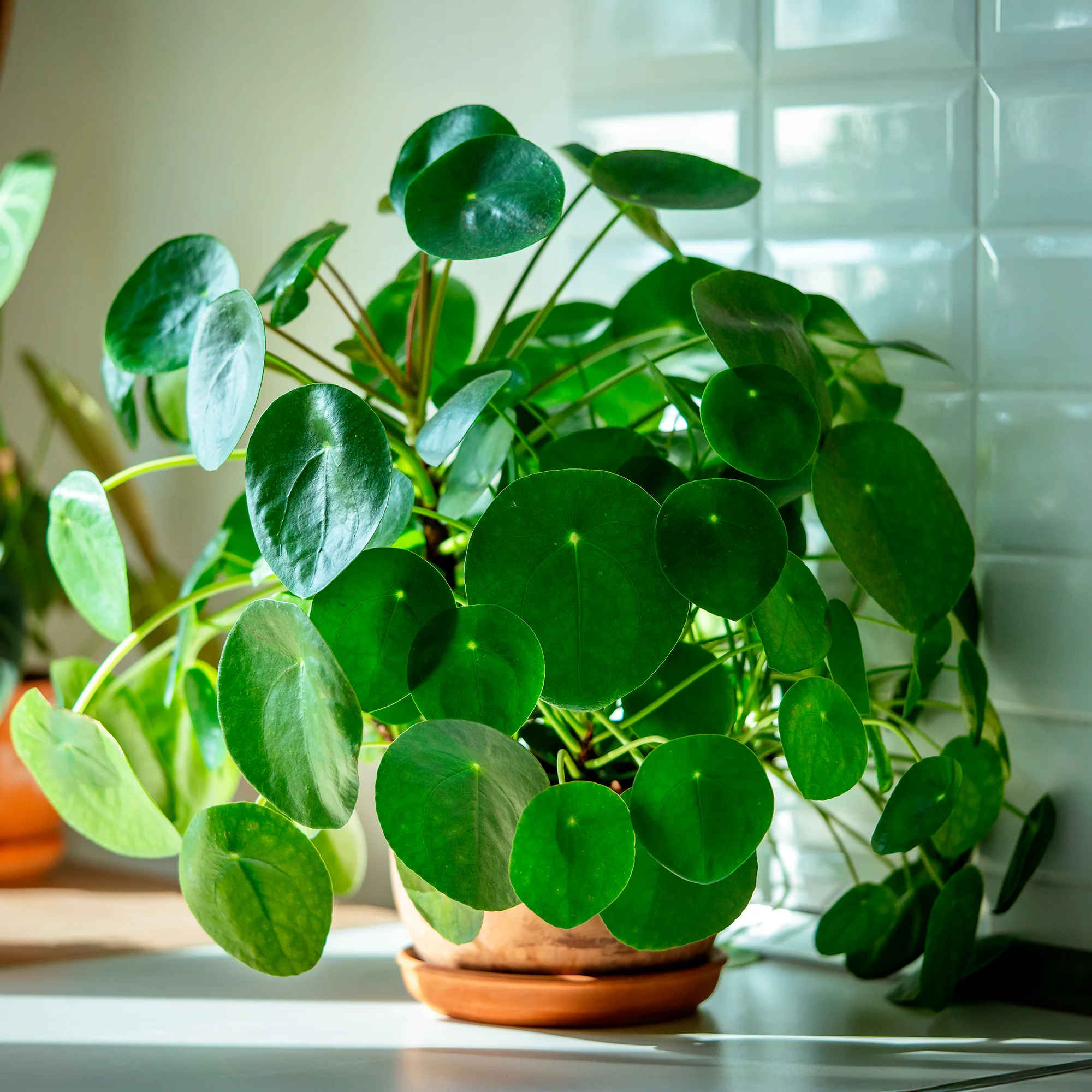 Pannenkoekplant Pilea peperomioides - Image 4