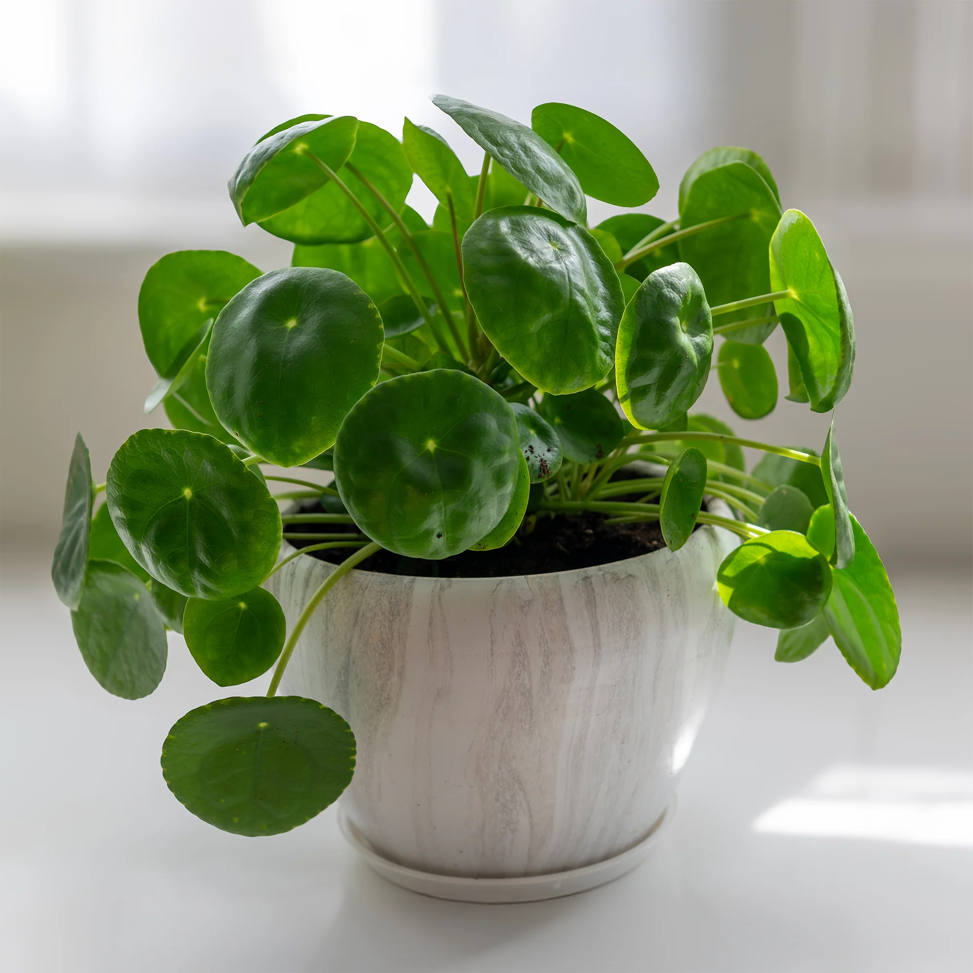 Pannenkoekplant Pilea peperomioides - Image 6