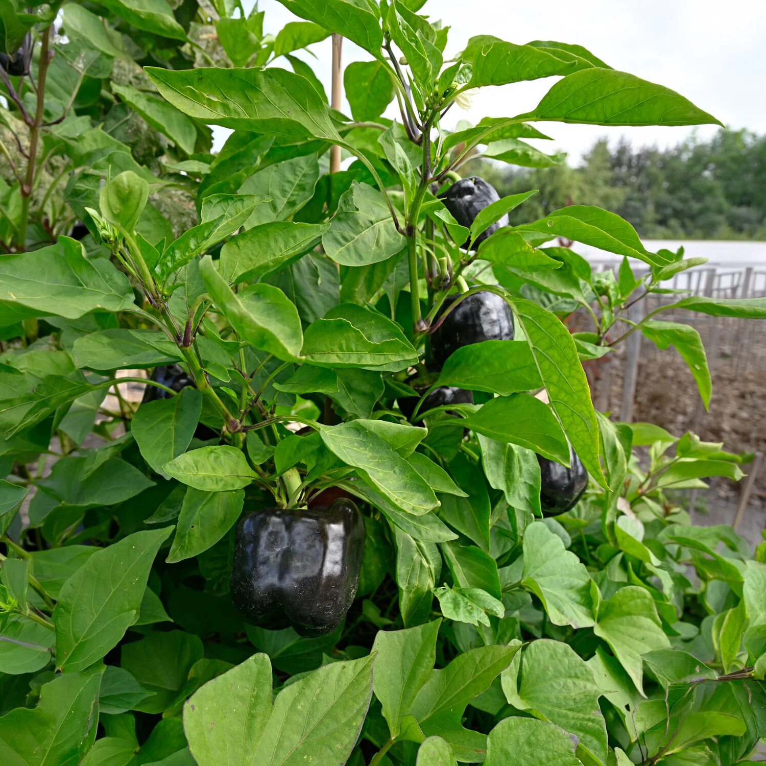 Paprika 'Bellania' - Image 2