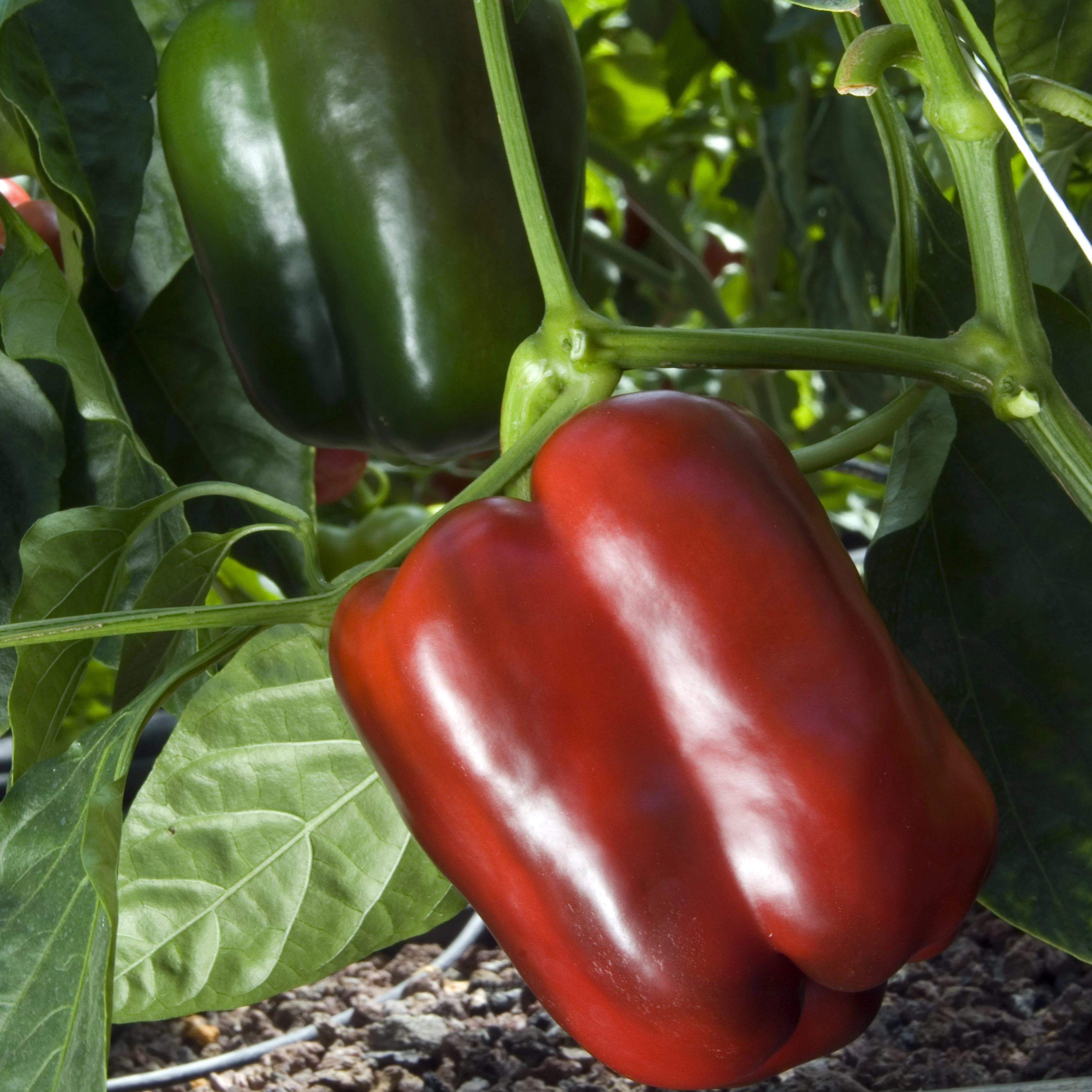 Paprika 'Lamuyo' - Image 2