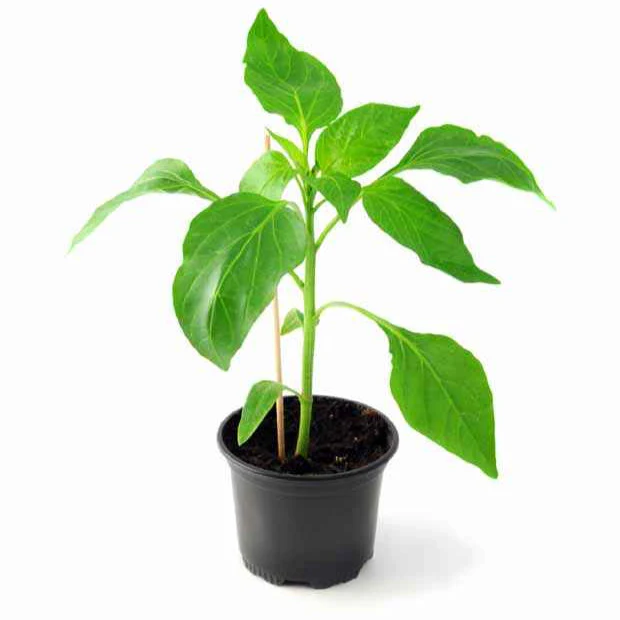 Paprika 'Lamuyo' - Image 4