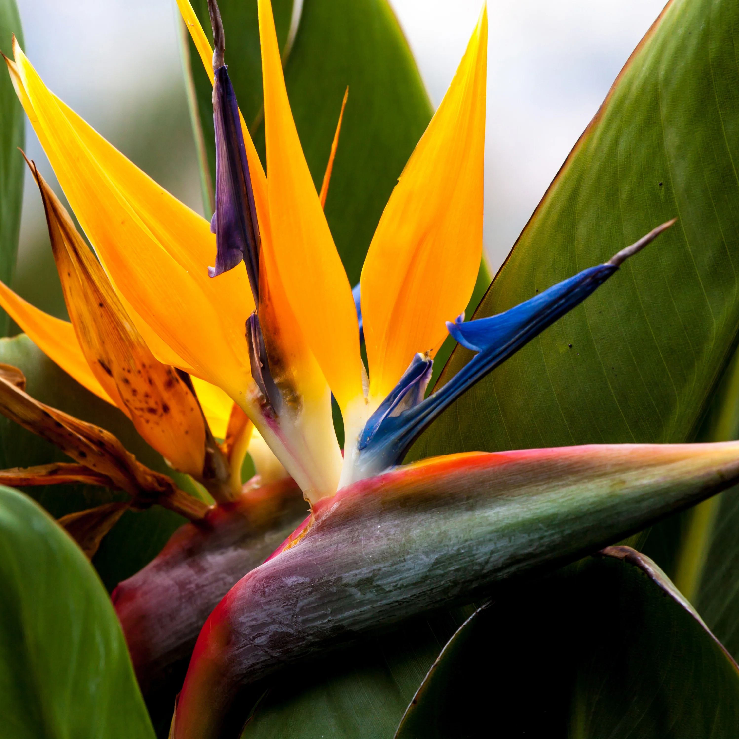 Paradijsvogelplant - Image 3
