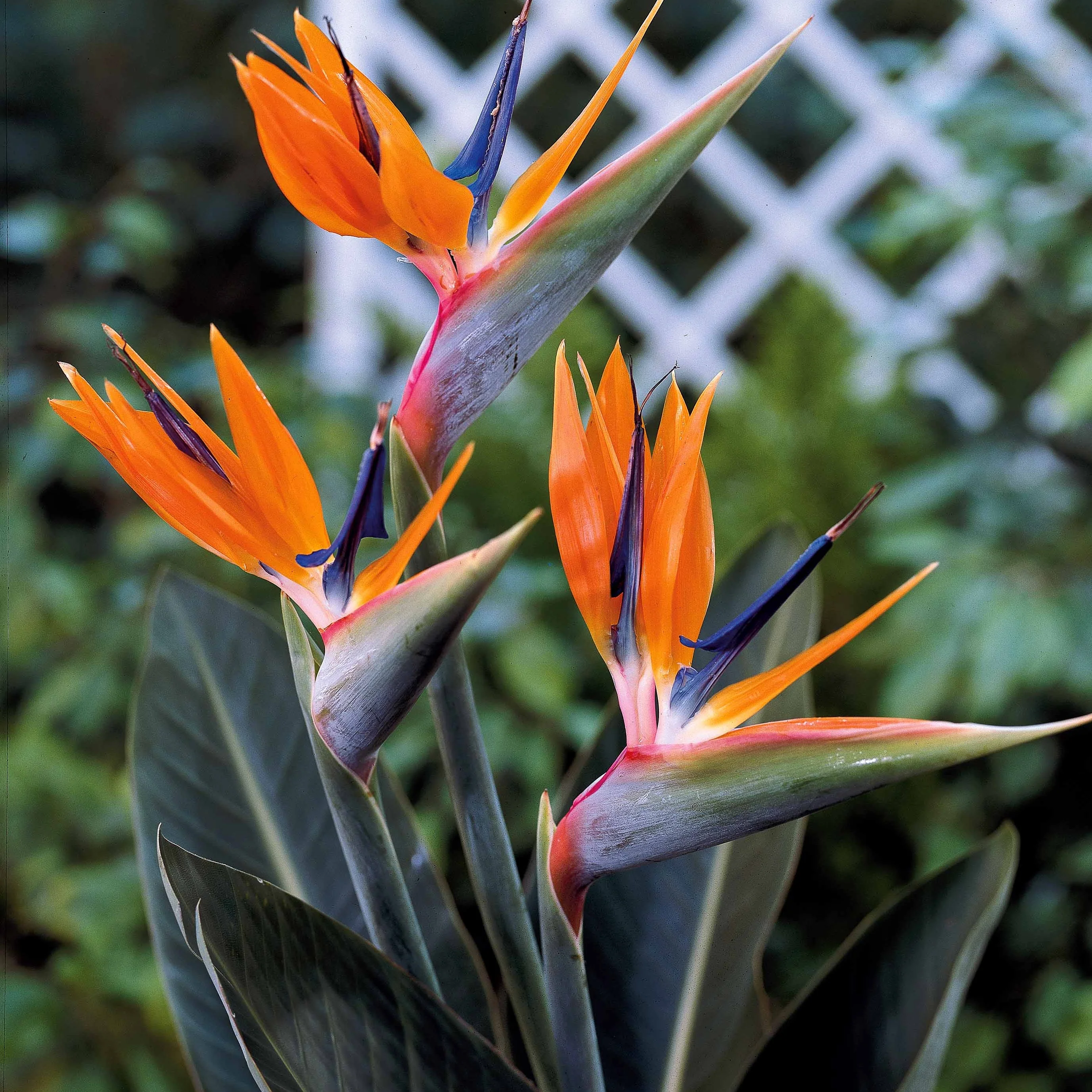 Paradijsvogelplant - Image 4