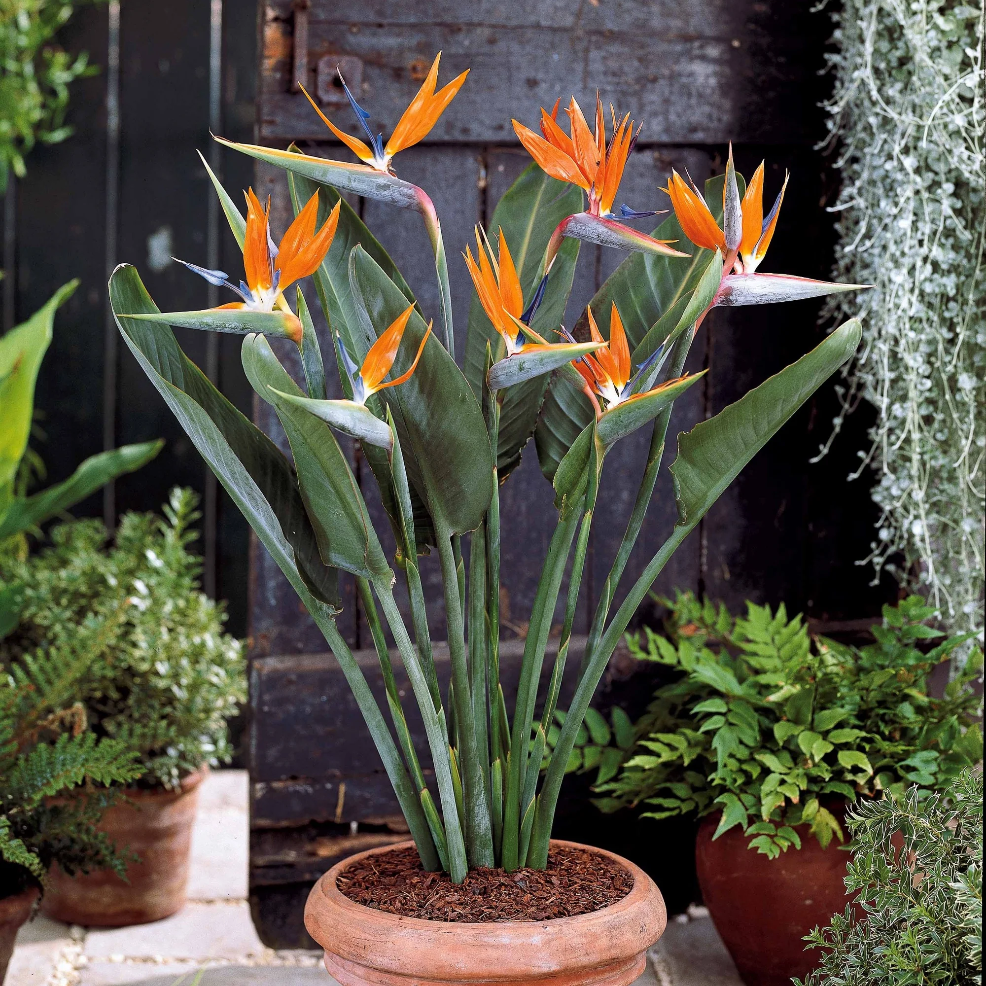 Paradijsvogelplant - Image 5