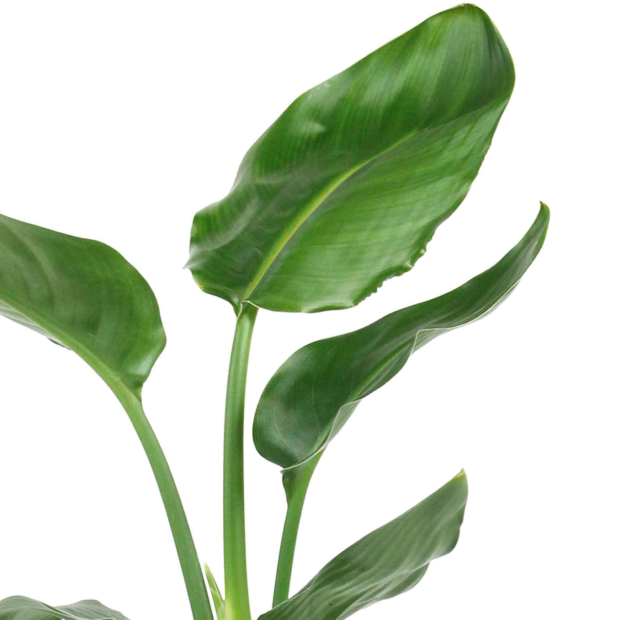 Paradijsvogelplant - Image 7