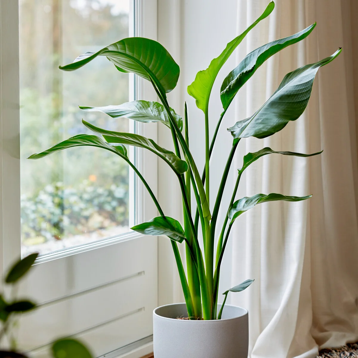 Strelitzia nicolai - Image 2