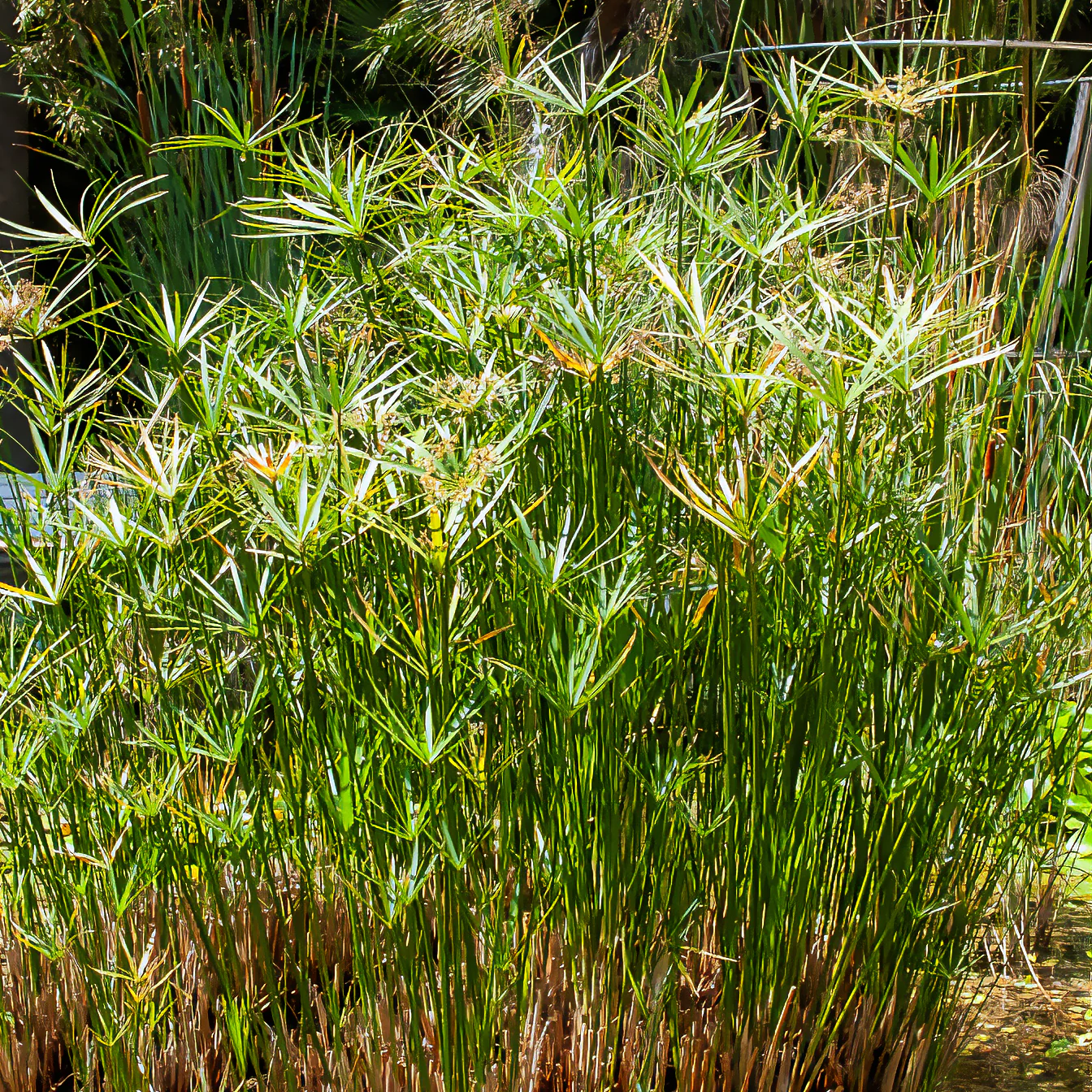 Parapluplant