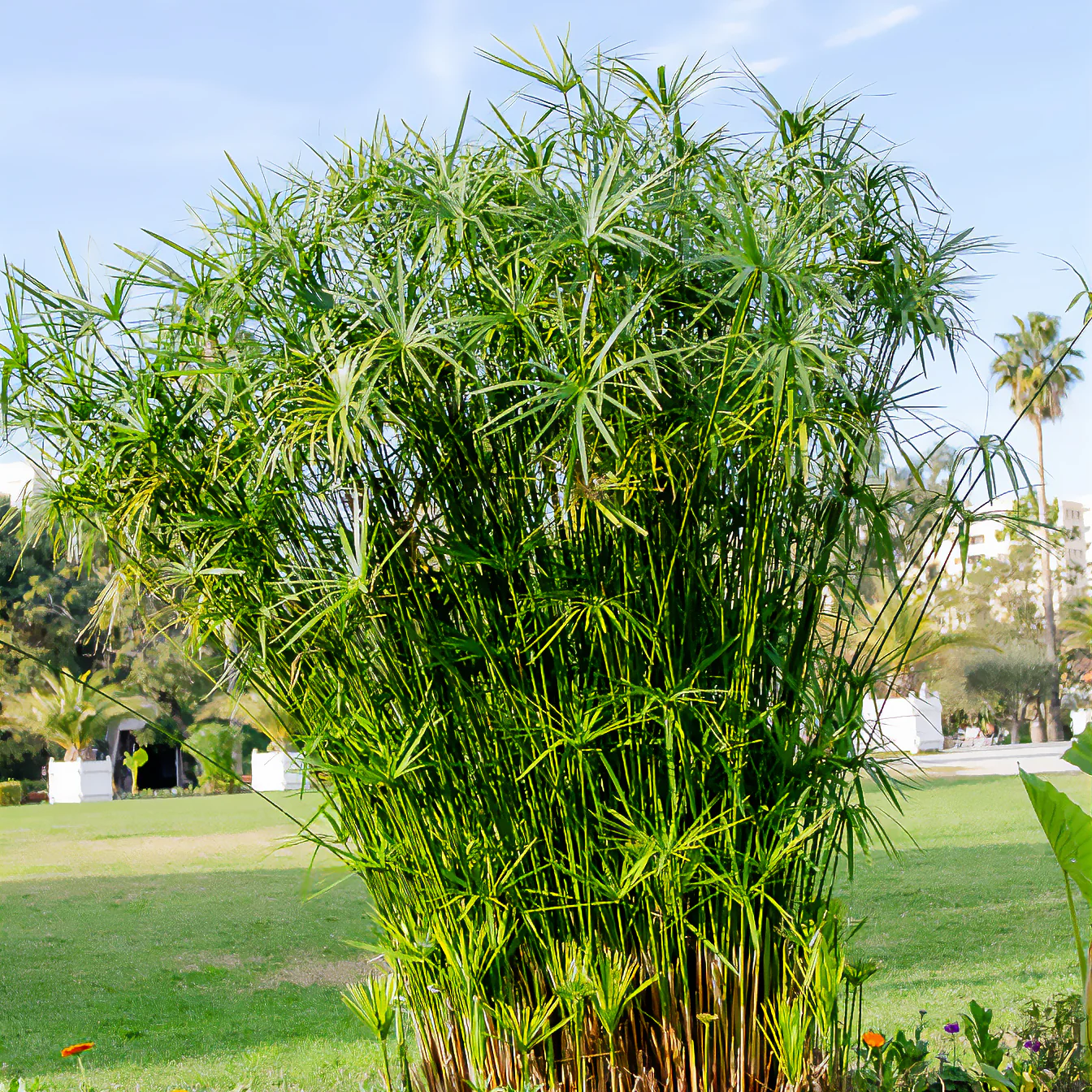 Parapluplant - Image 2