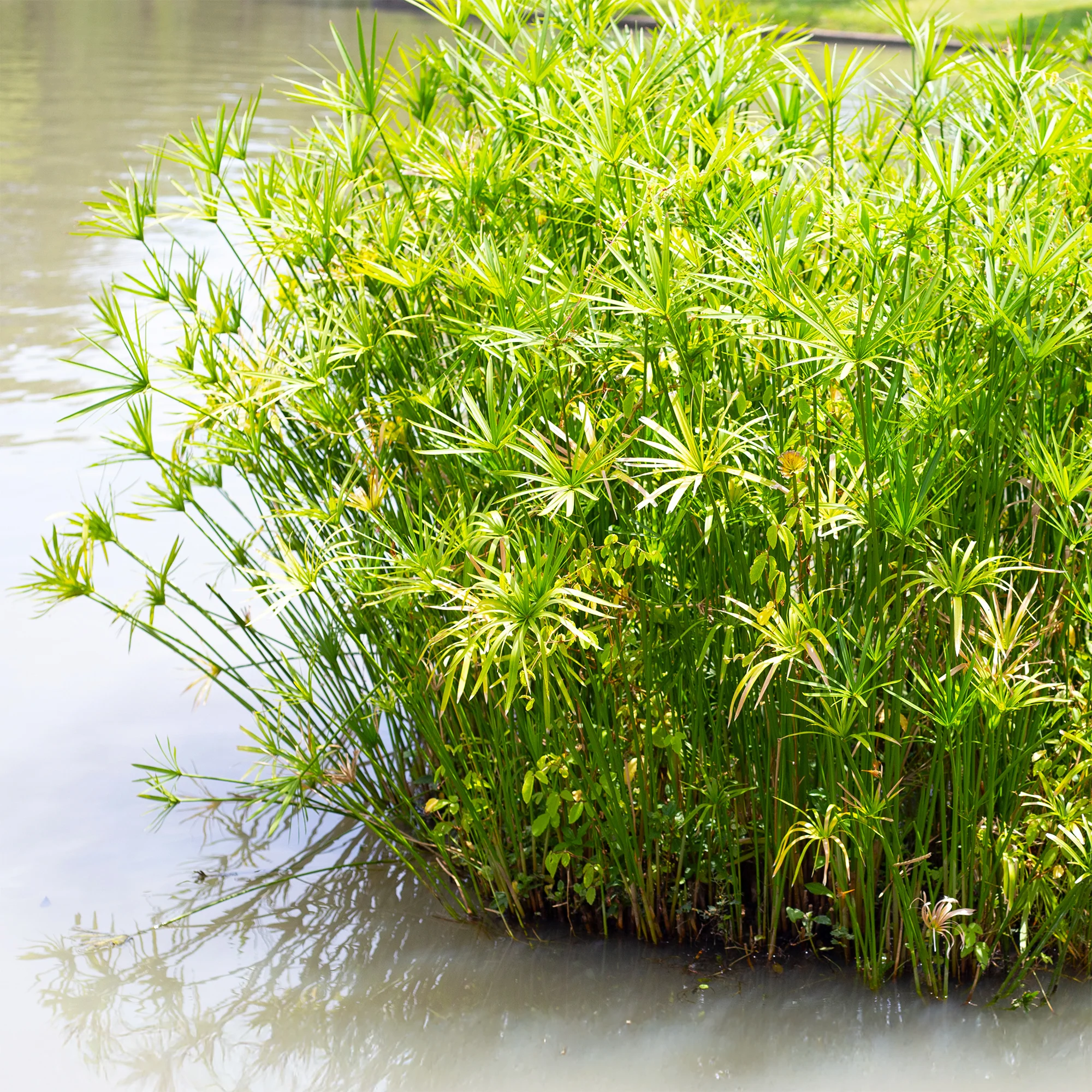 Parapluplant - Image 3