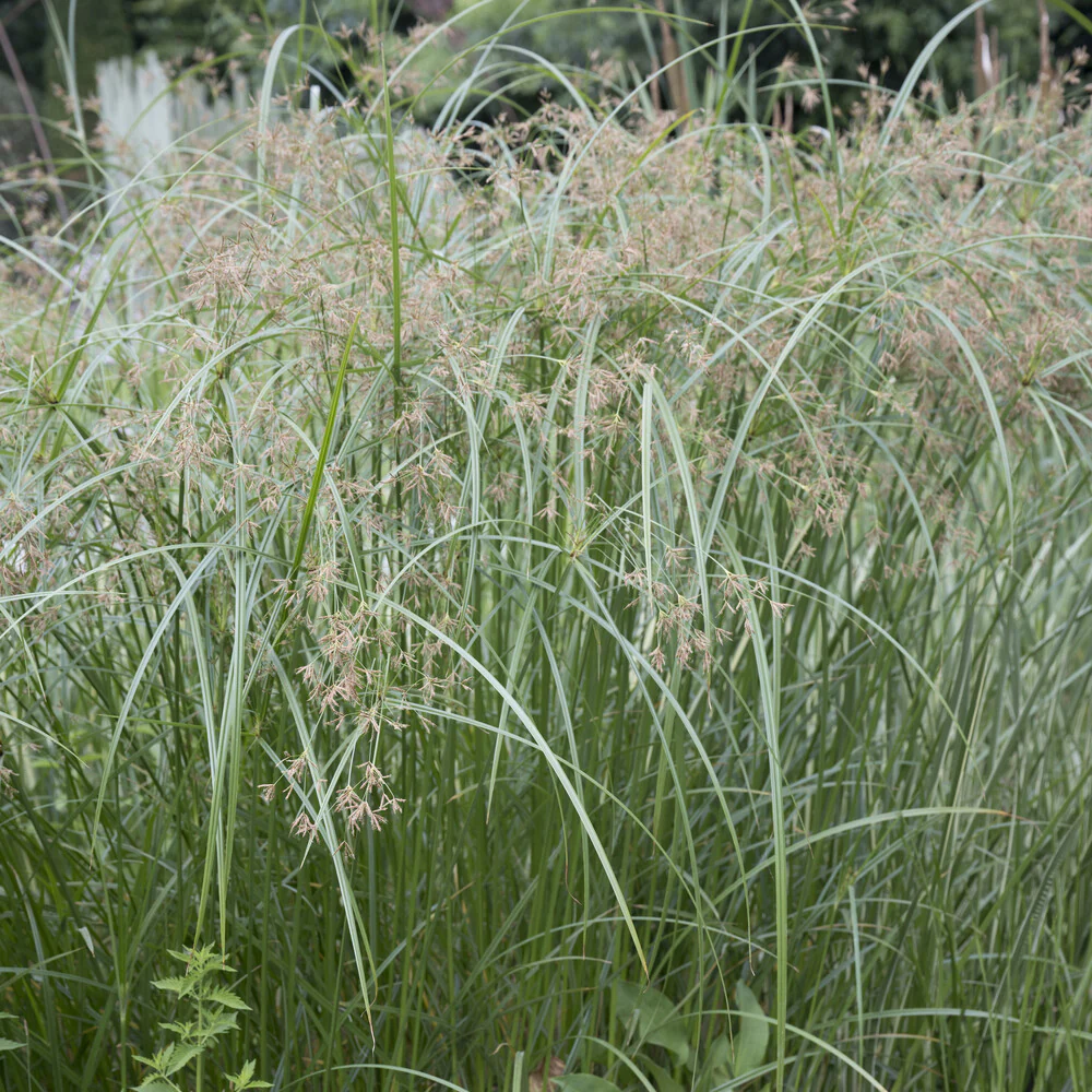 Parapluplant - Image 4