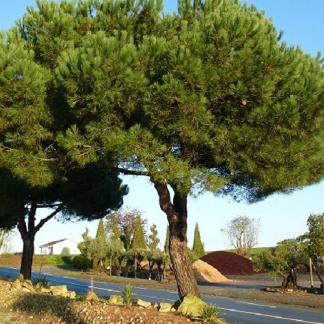 Parasolden - Image 2