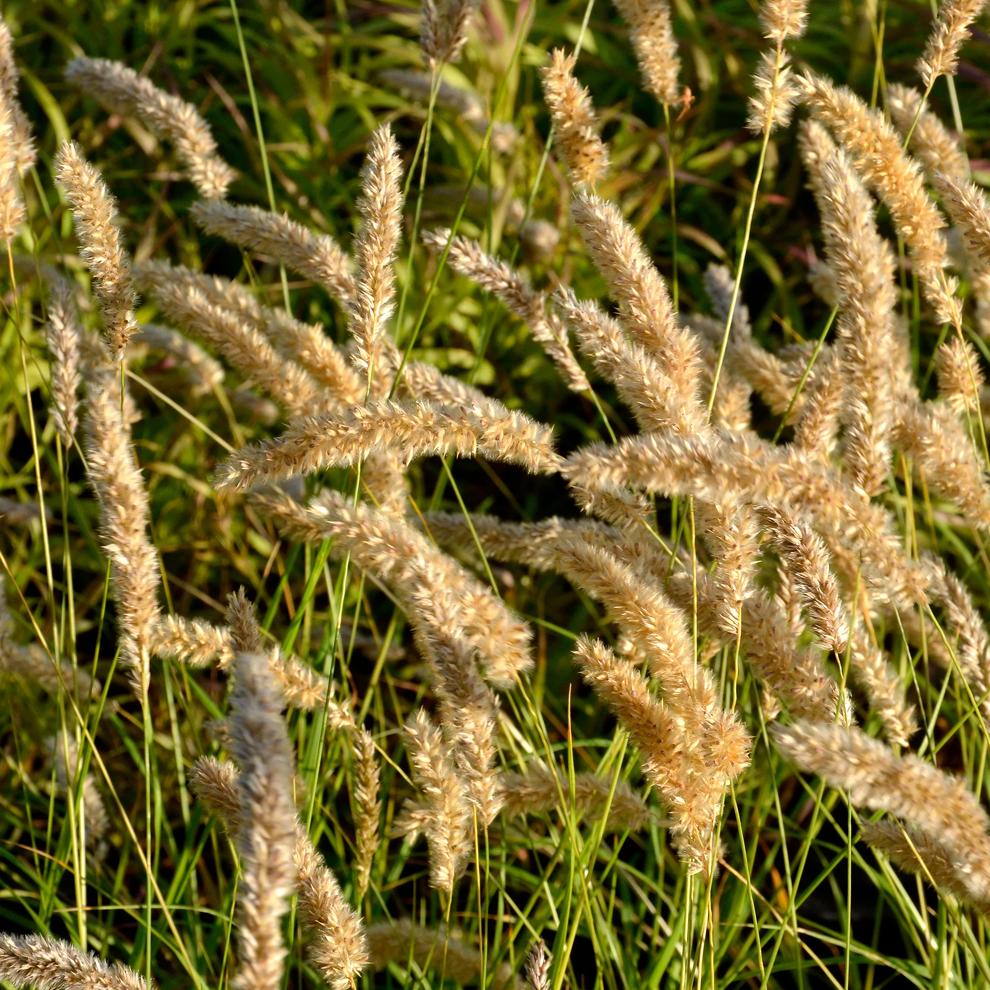 Parelgras
