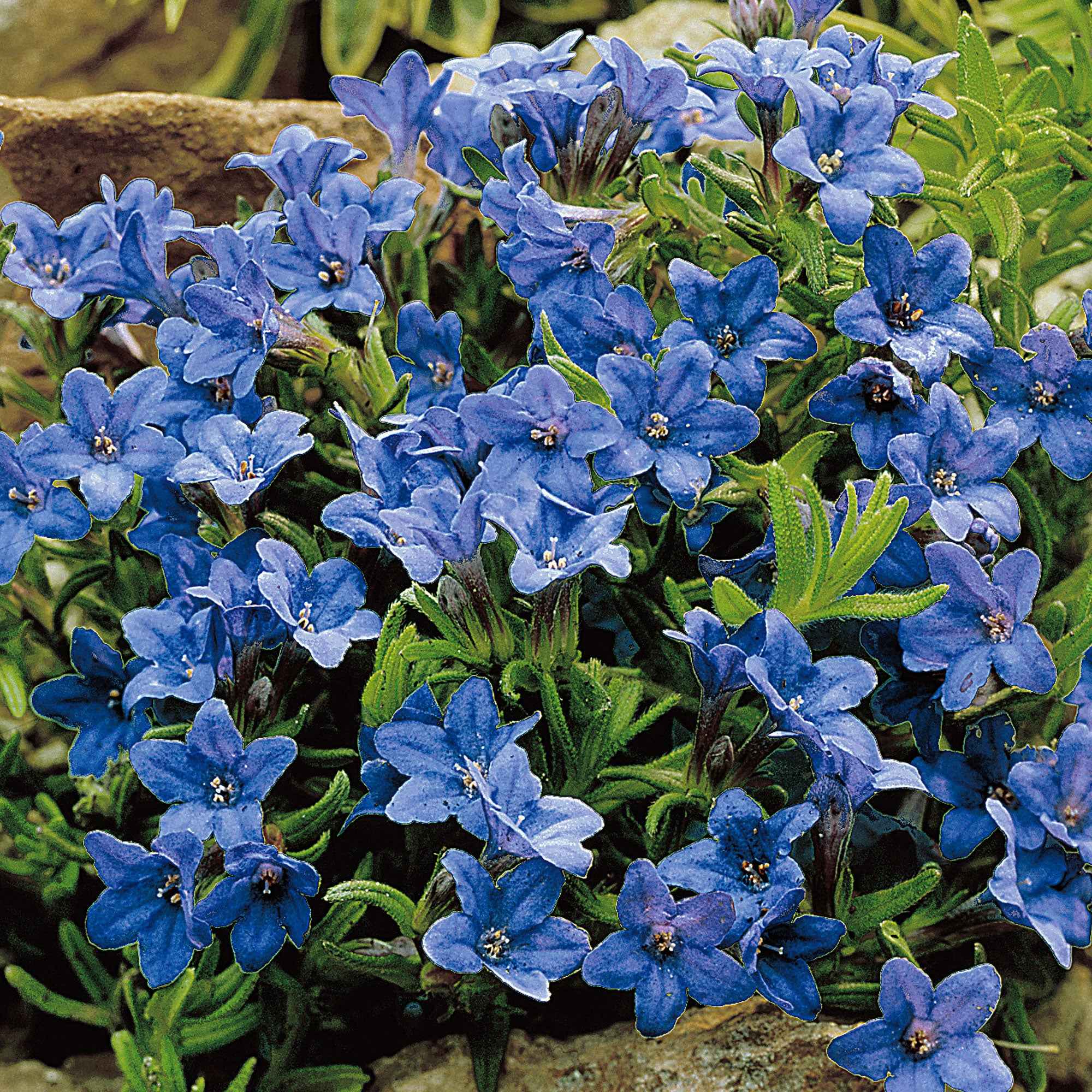 Parelzaad 'Heavenley Blue'