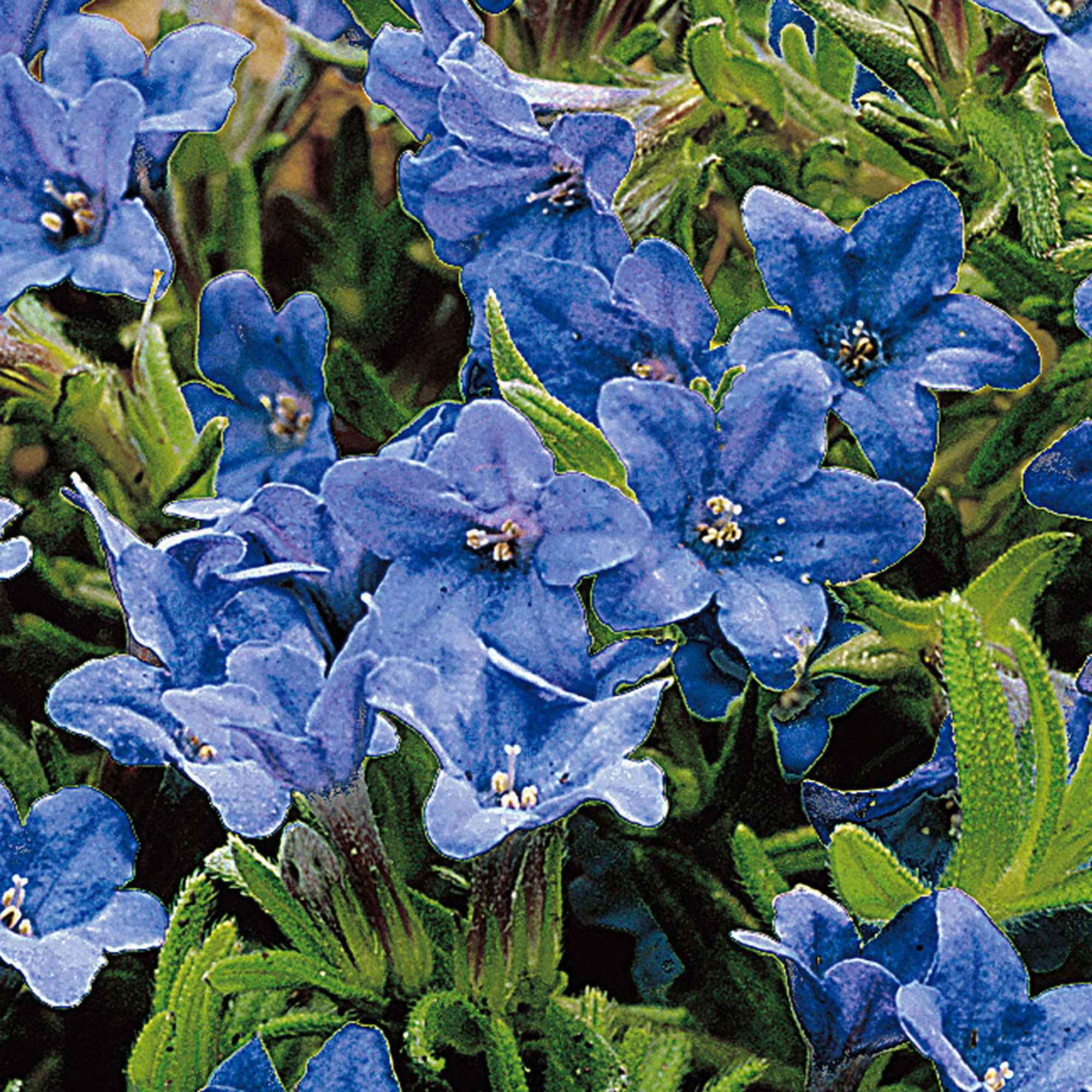 Parelzaad 'Heavenley Blue' - Image 2