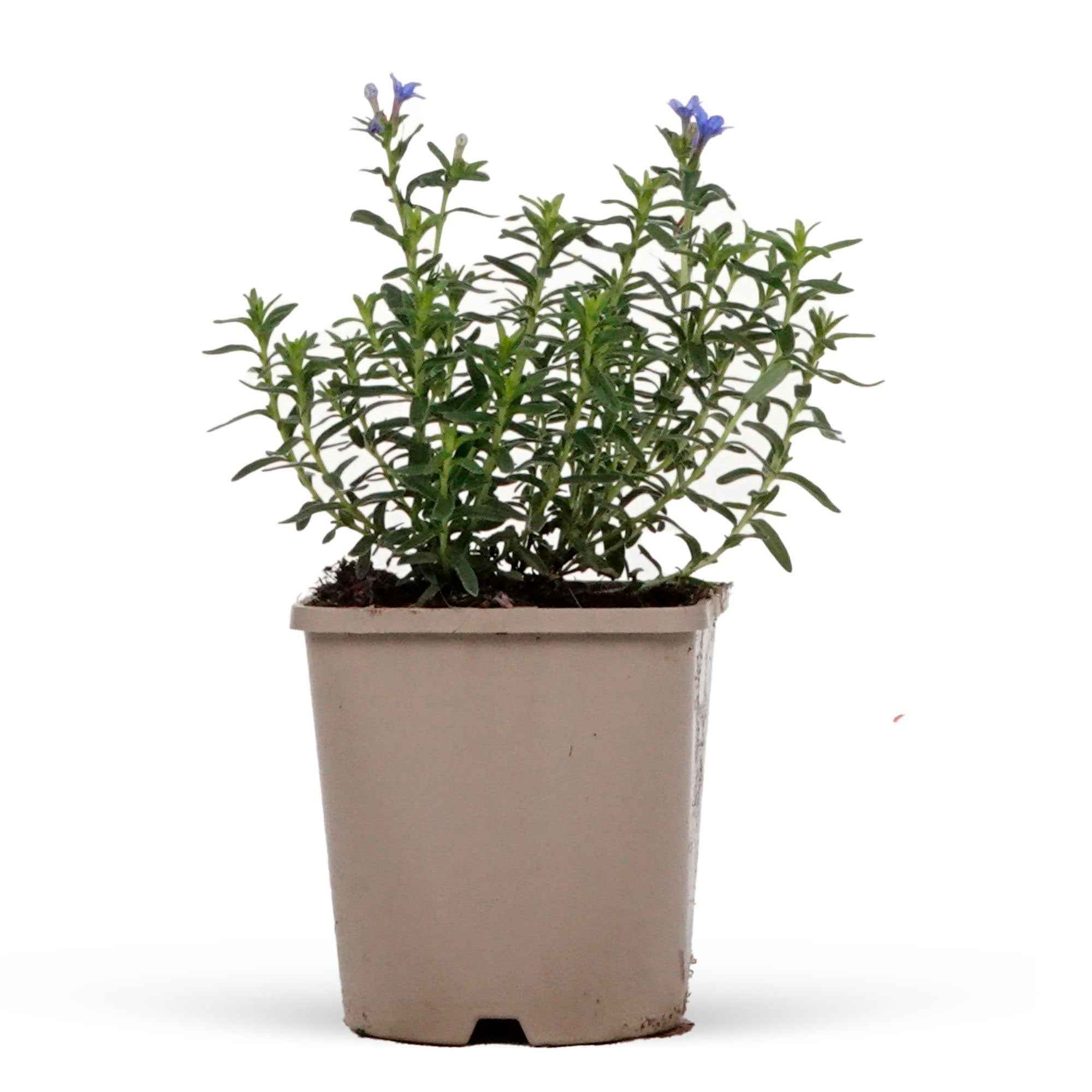 Parelzaad 'Heavenley Blue' - Image 3