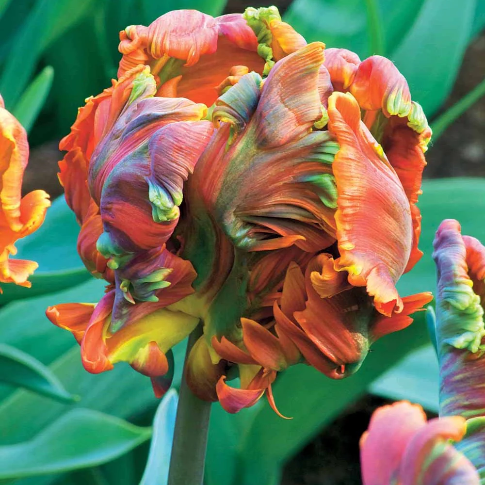 Parkiet Tulpen Blumex (x6)