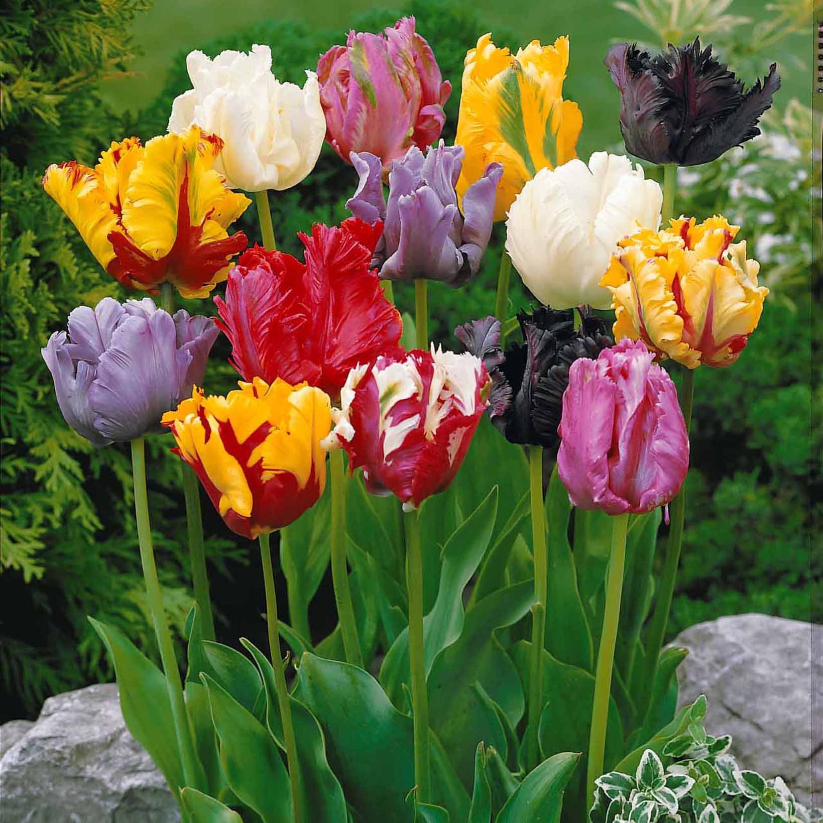 Parkiet tulpen gemengd (x15)