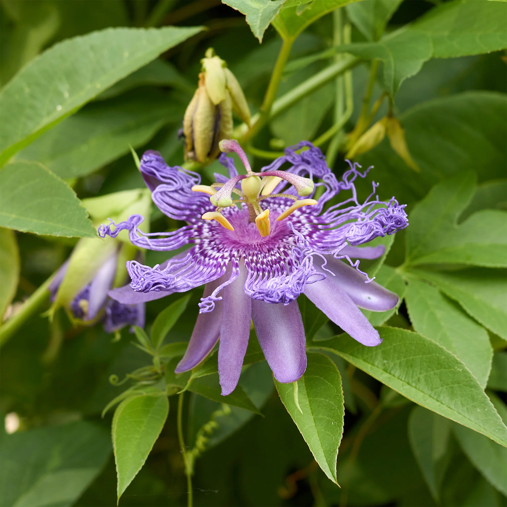 Passiebloem - Image 3