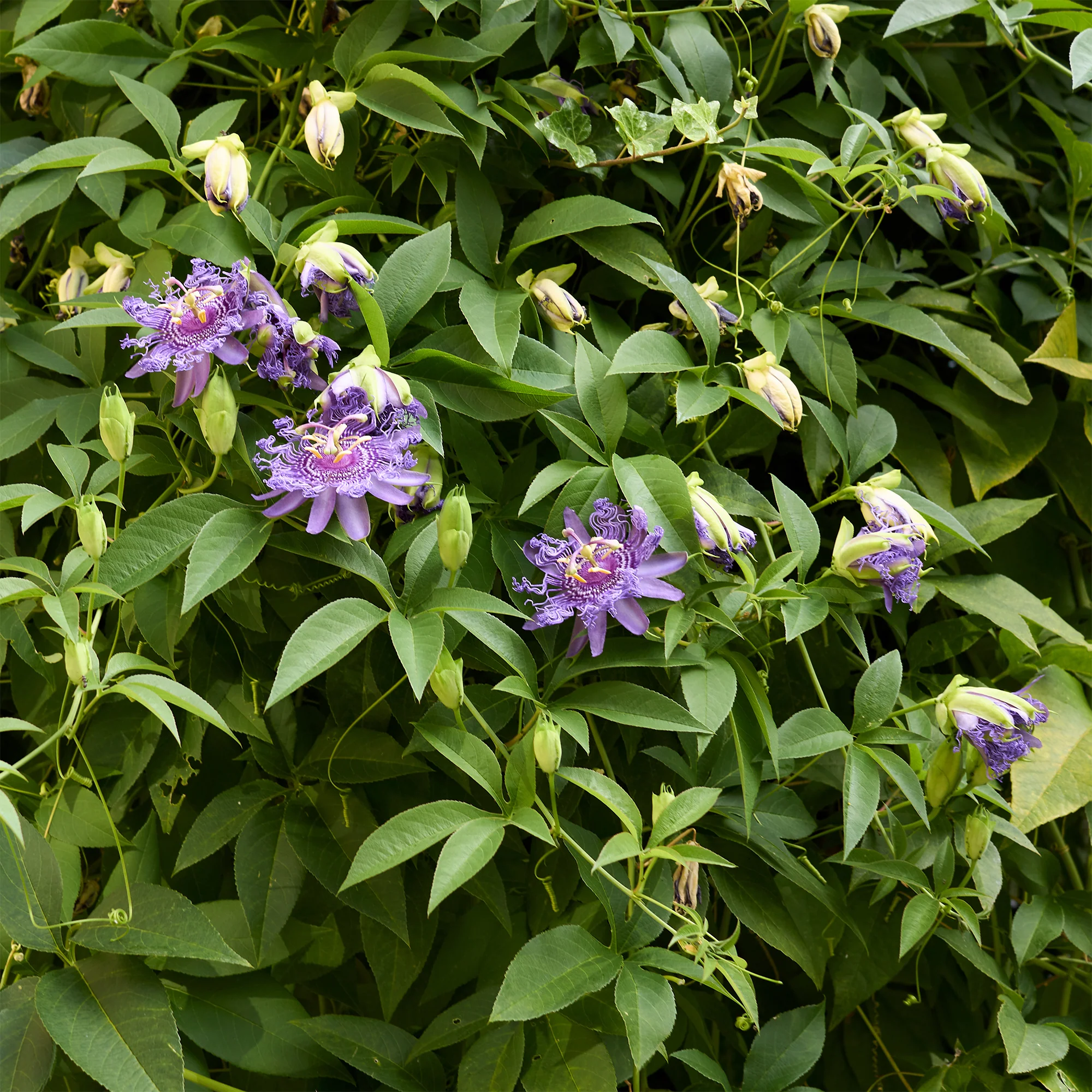 Passiebloem - Image 4