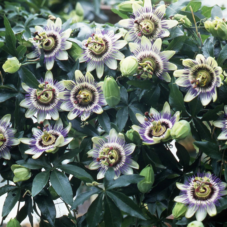 Passiebloem 2 Liter pot - Image 3