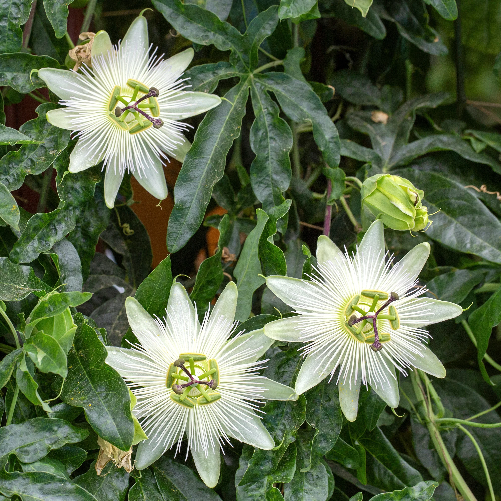 Passiebloem 'Constance Elliot' - Image 4