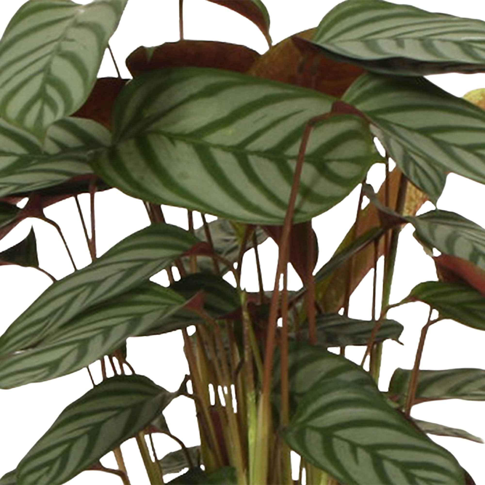 Pauwenplant 'Compact Star' - Image 3