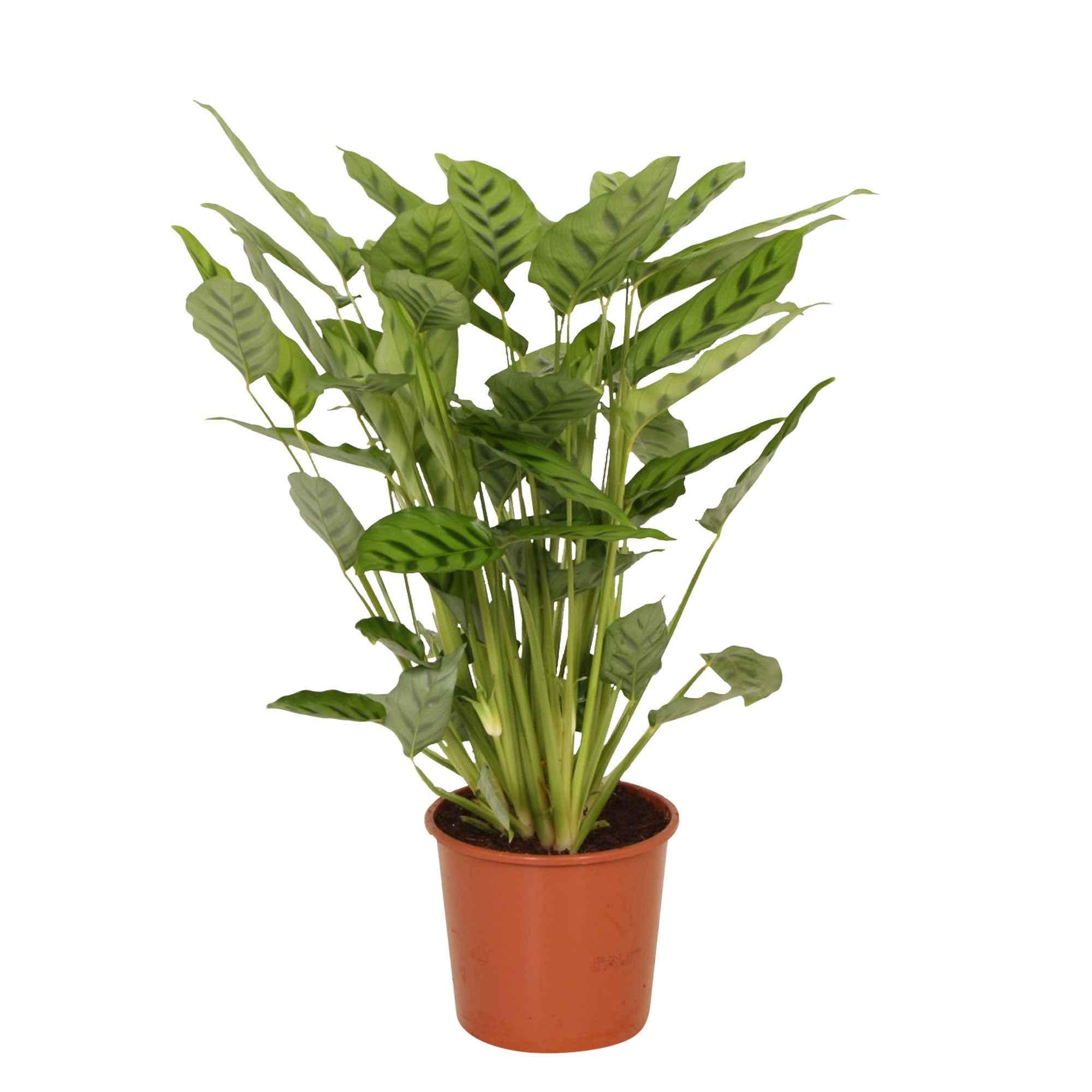 Pauwenplant 'Leopardina' - Image 3