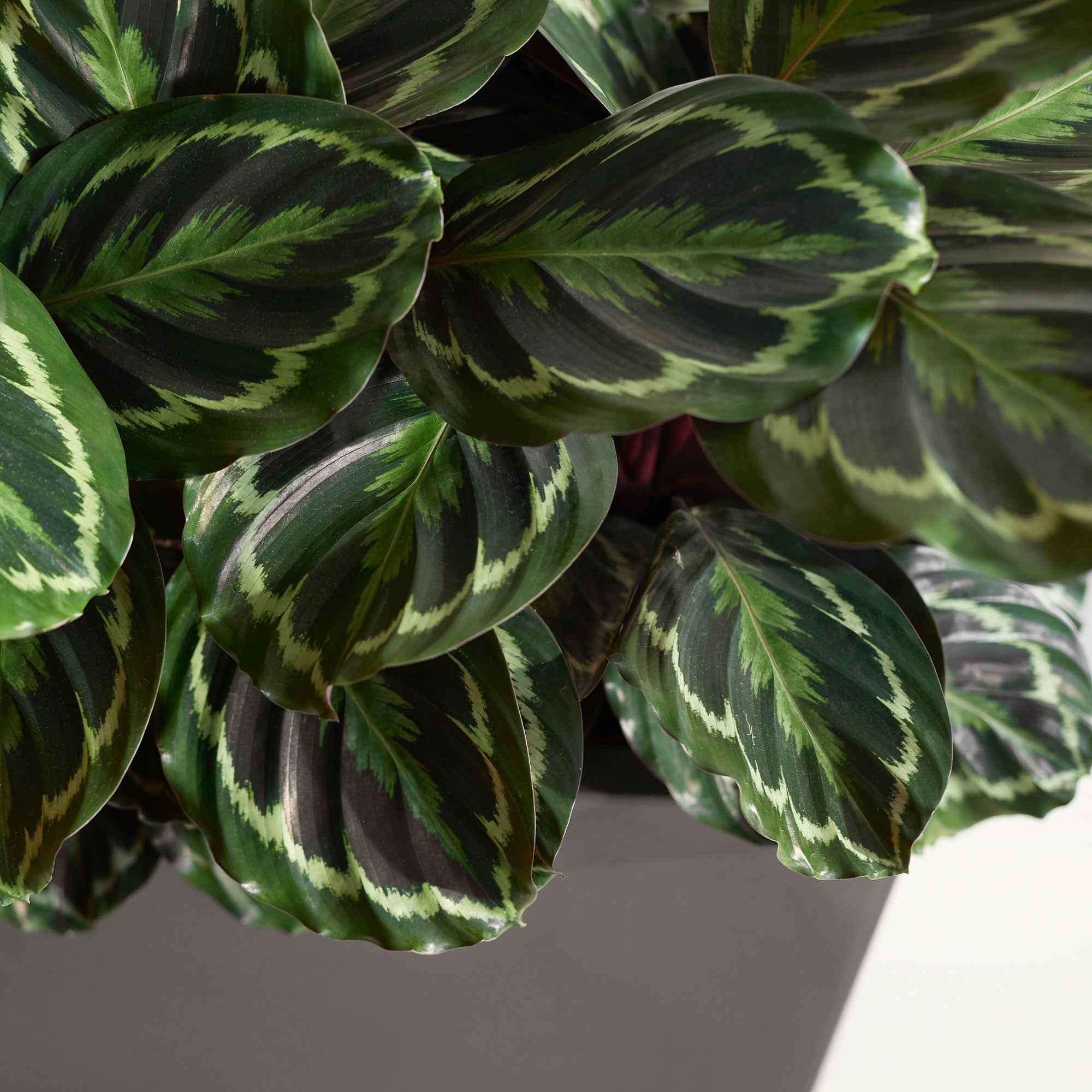 Miniatuur 2