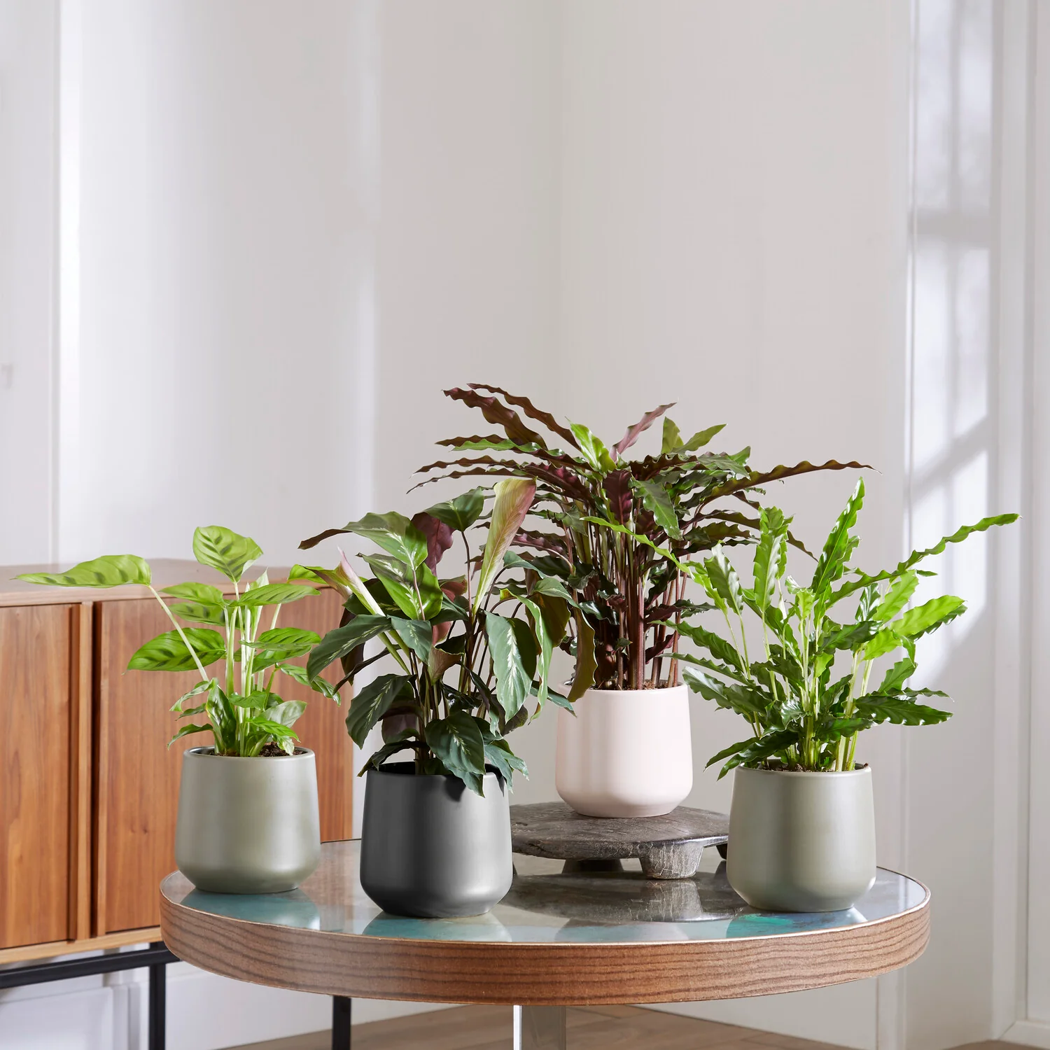 Pauwenplant Mix (x4)