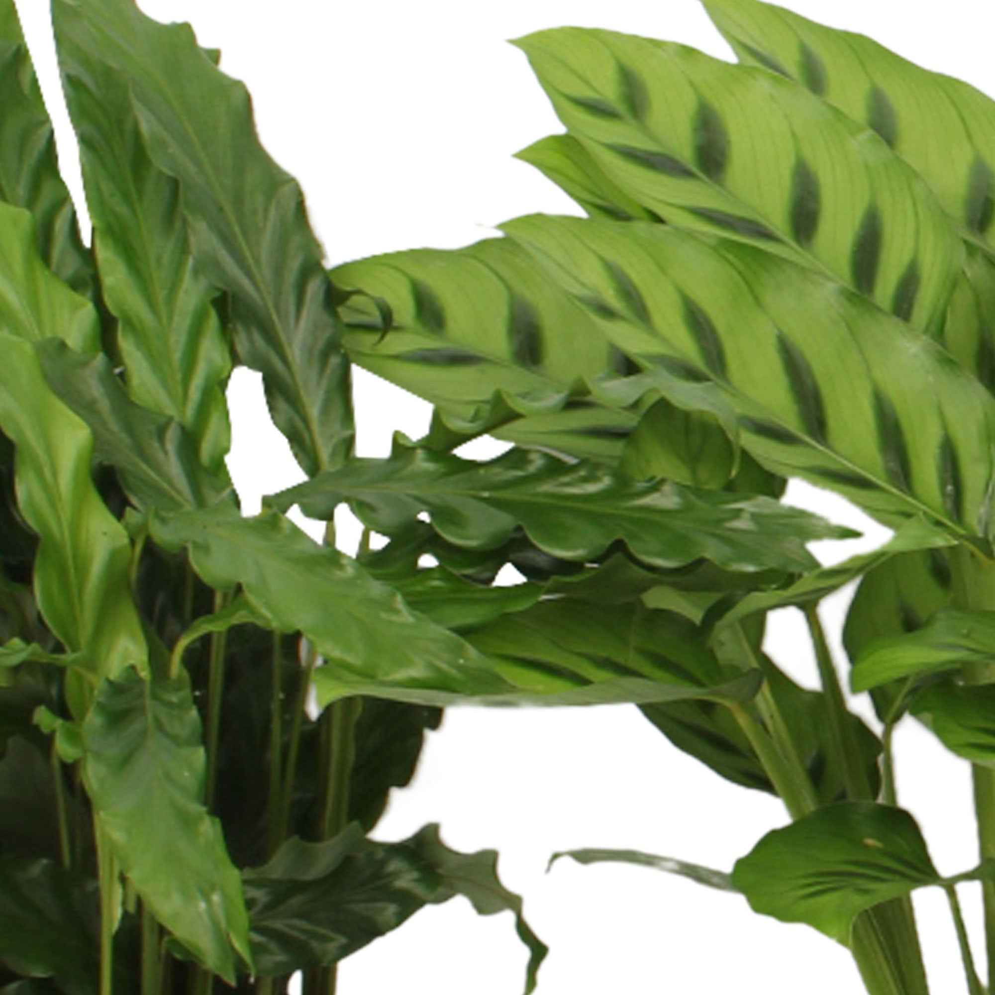 Pauwenplant Mix (x4) - Image 3