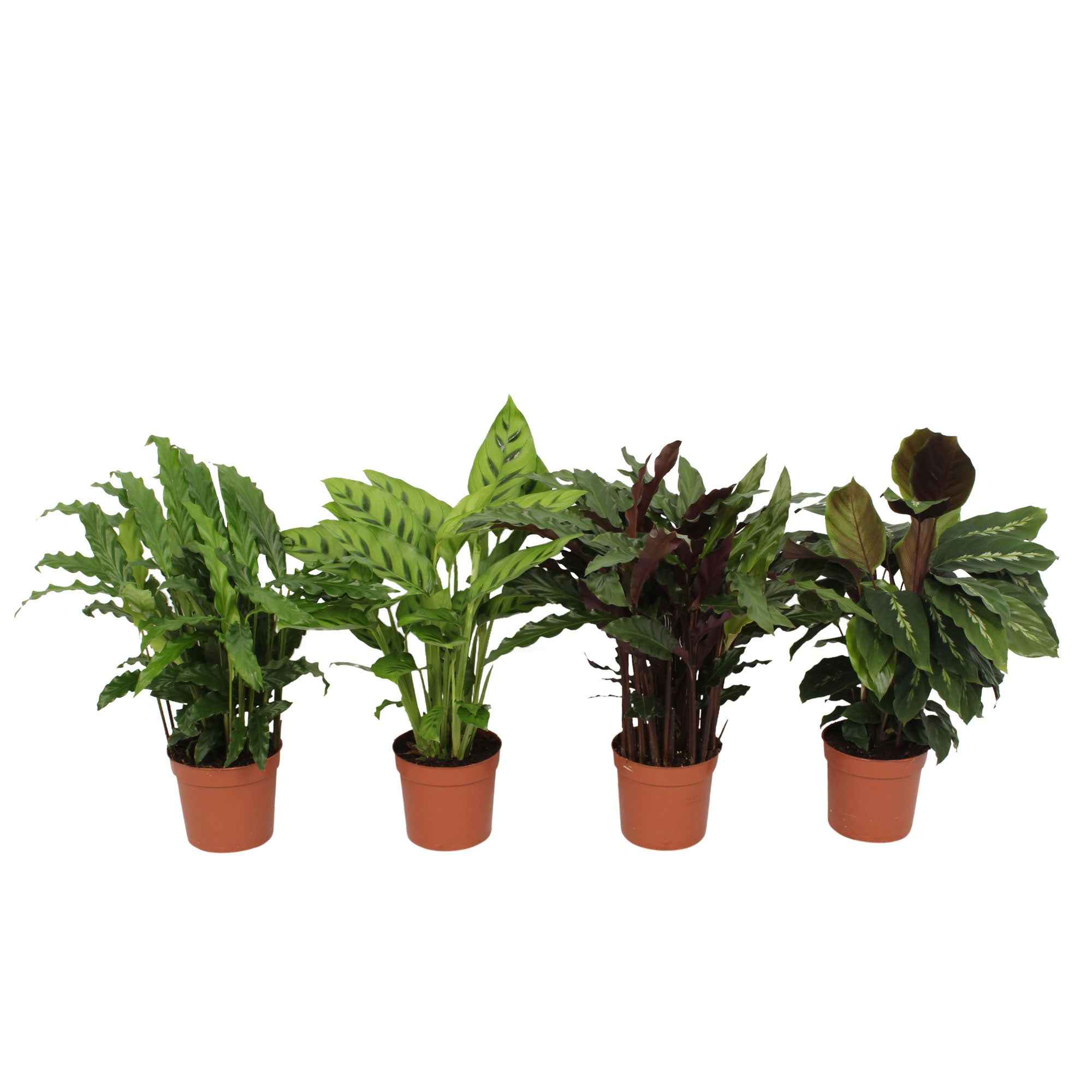 Pauwenplant Mix (x4) - Image 4