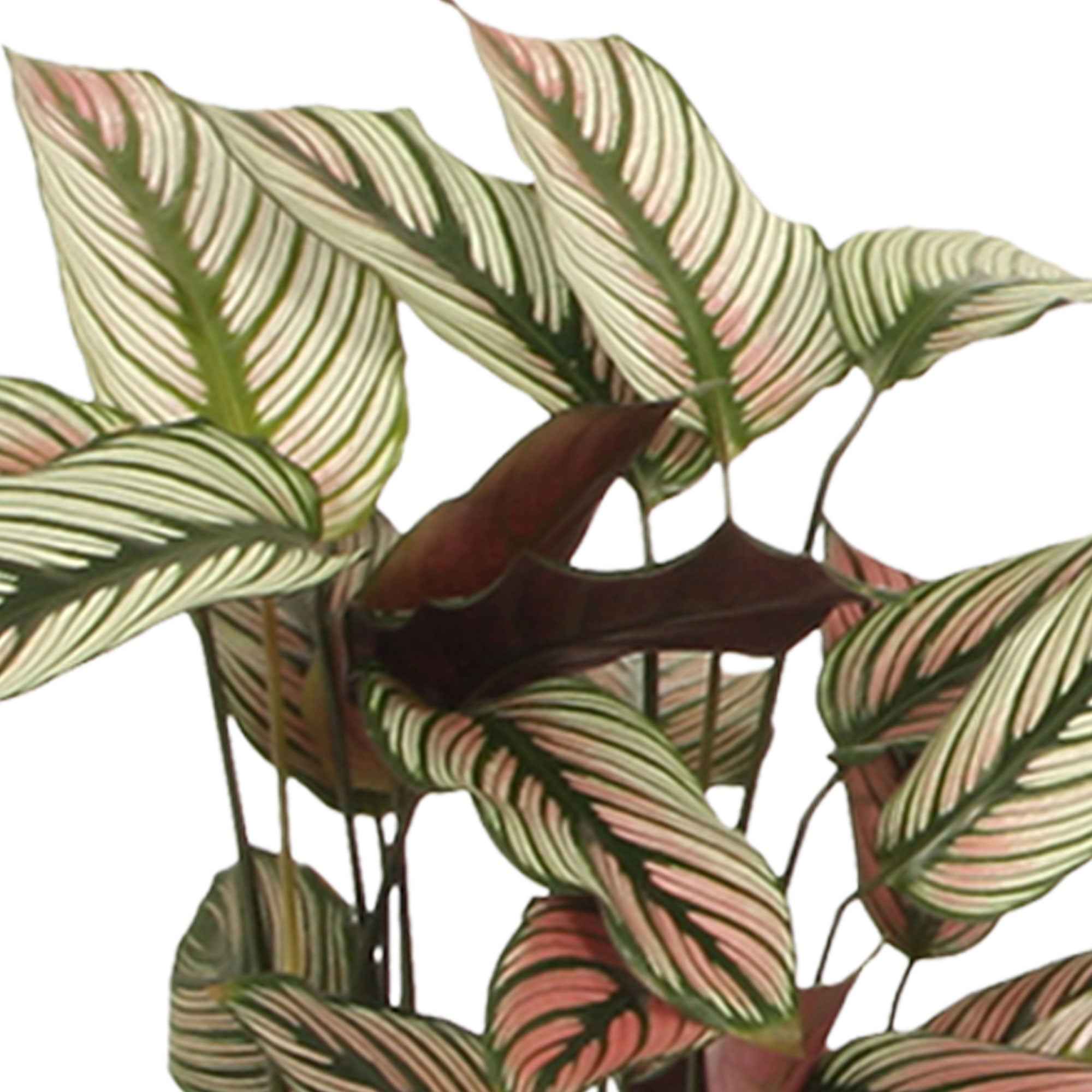 Miniatuur 2